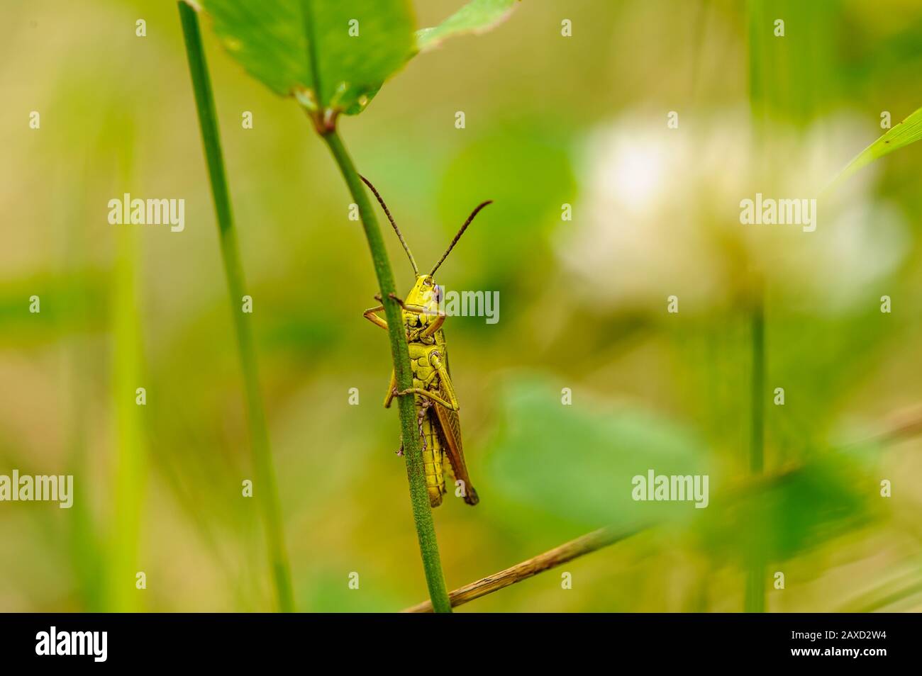 Macro of a green grasshopper on a blurred yellow-green background Stock Photo