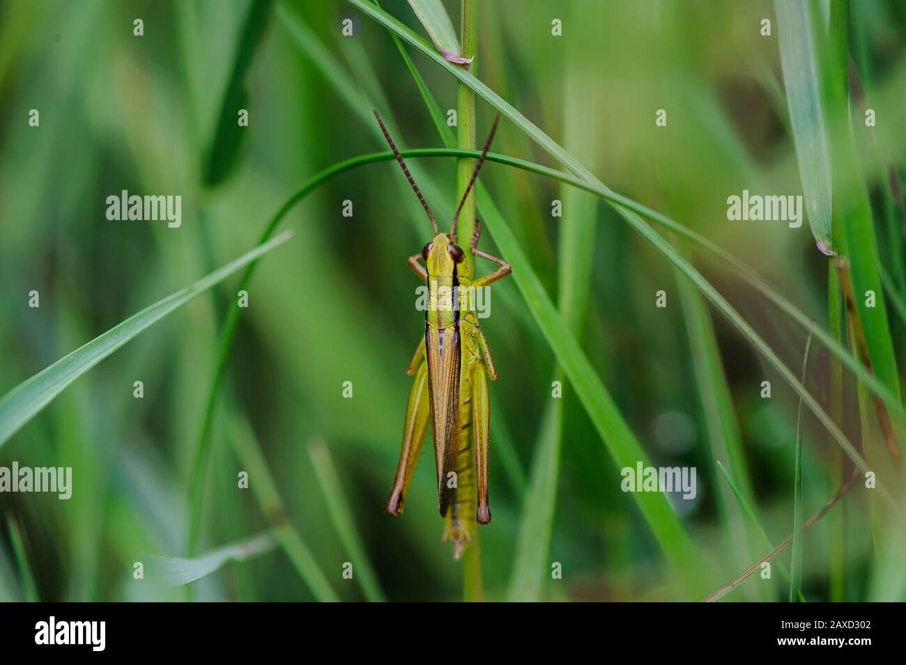 Macro of a green grasshopper on a blurred green background Stock Photo
