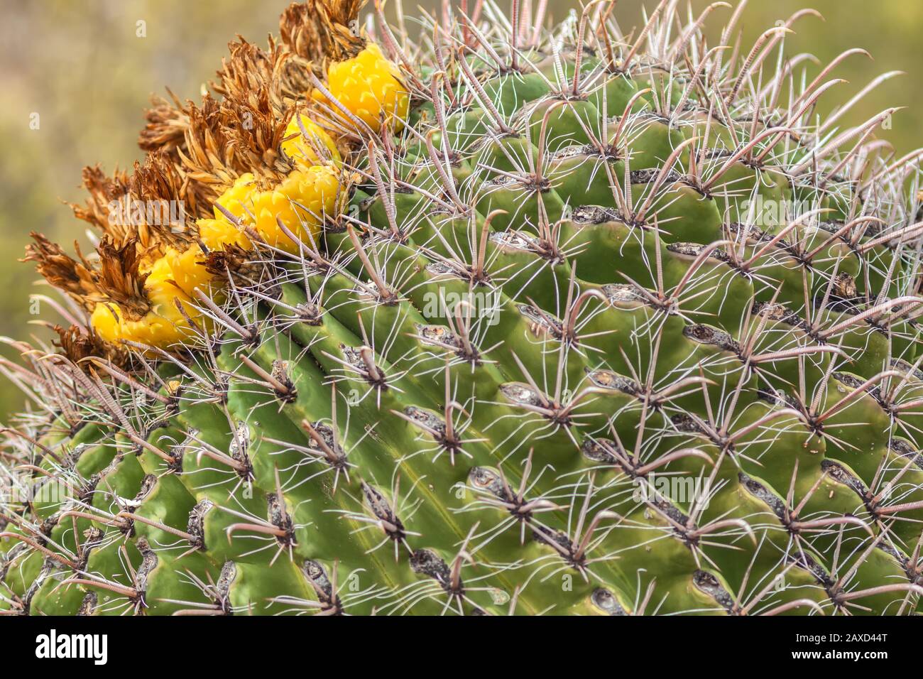 Fishhook Barrel Cactus High Resolution Stock Photography And Images Alamy