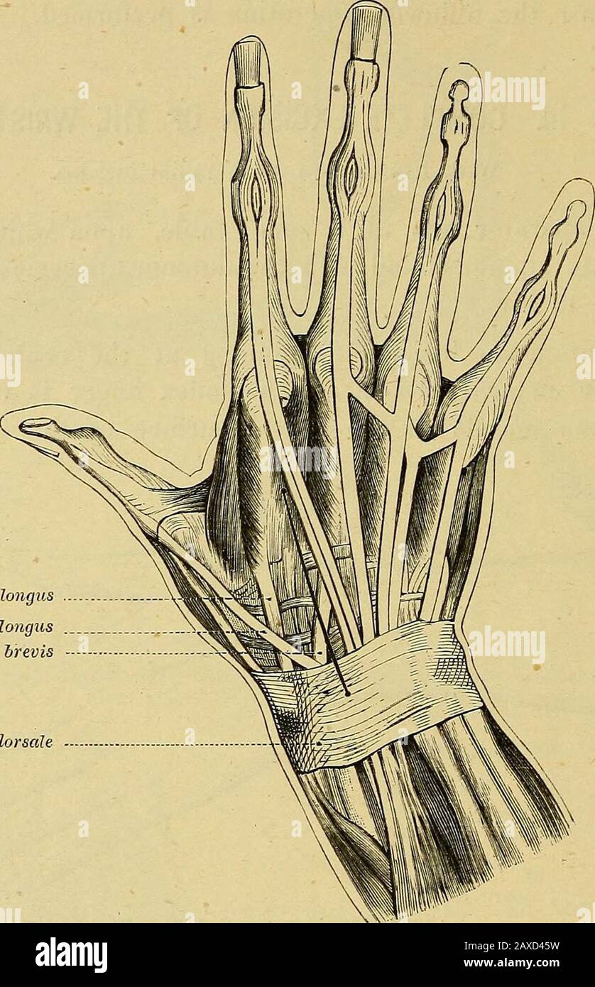 Annular ligament of radius hires stock photography and images Alamy