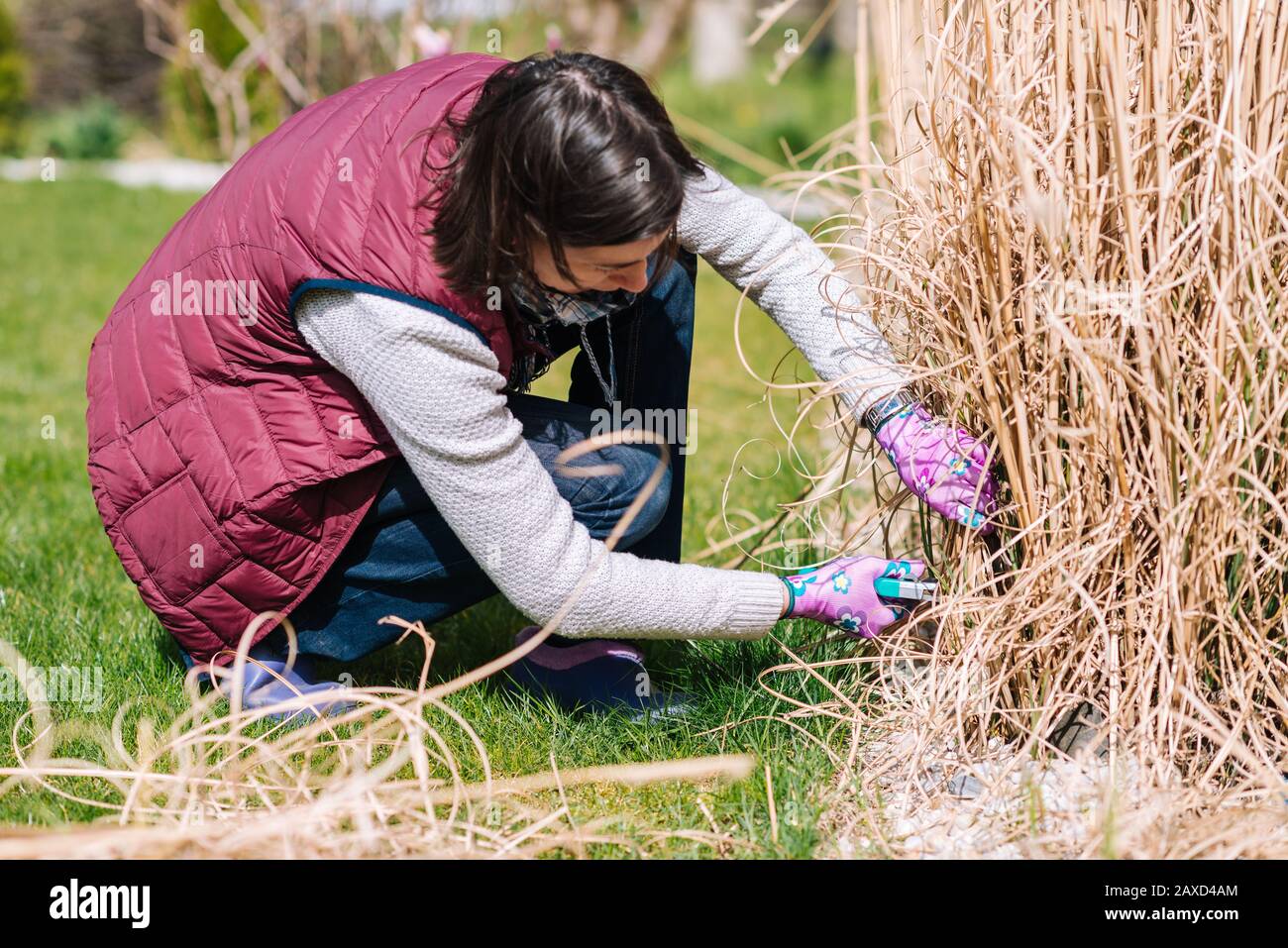 Woman cutting ornamental grass in the garden - trimming miscanthus in the spring - garden cleaning Stock Photo
