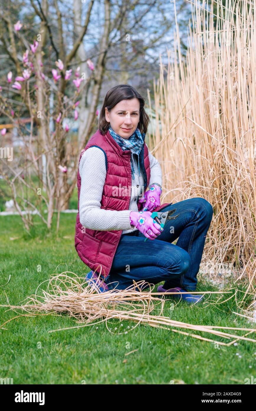Woman cutting ornamental grass in the garden - trimming miscanthus in the spring - garden cleaning Stock Photo