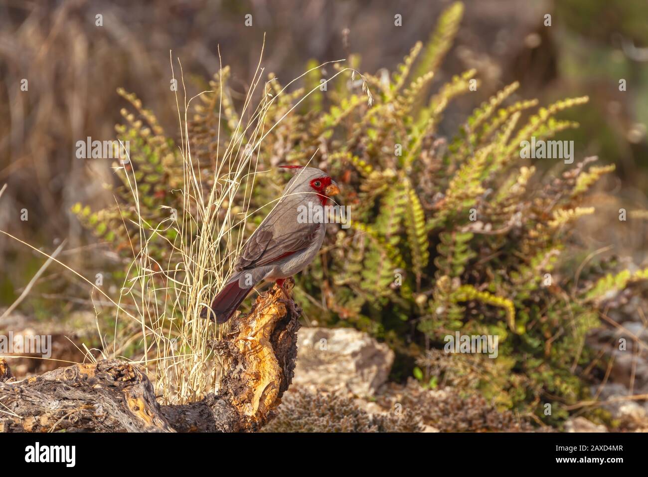 Male pyrrhuloxia or desert cardinal (Cardinalis sinuatus), Saguaro National Park, Arizona, USA Stock Photo