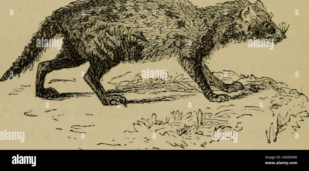 Animal Products Ilippine Islands The Caudal Rings Of This Species Hold Anunvarying Character And Are Uniformly Six In Number Pale Upona Black Ground The Muskars A Low Class Of Woodmen Eat