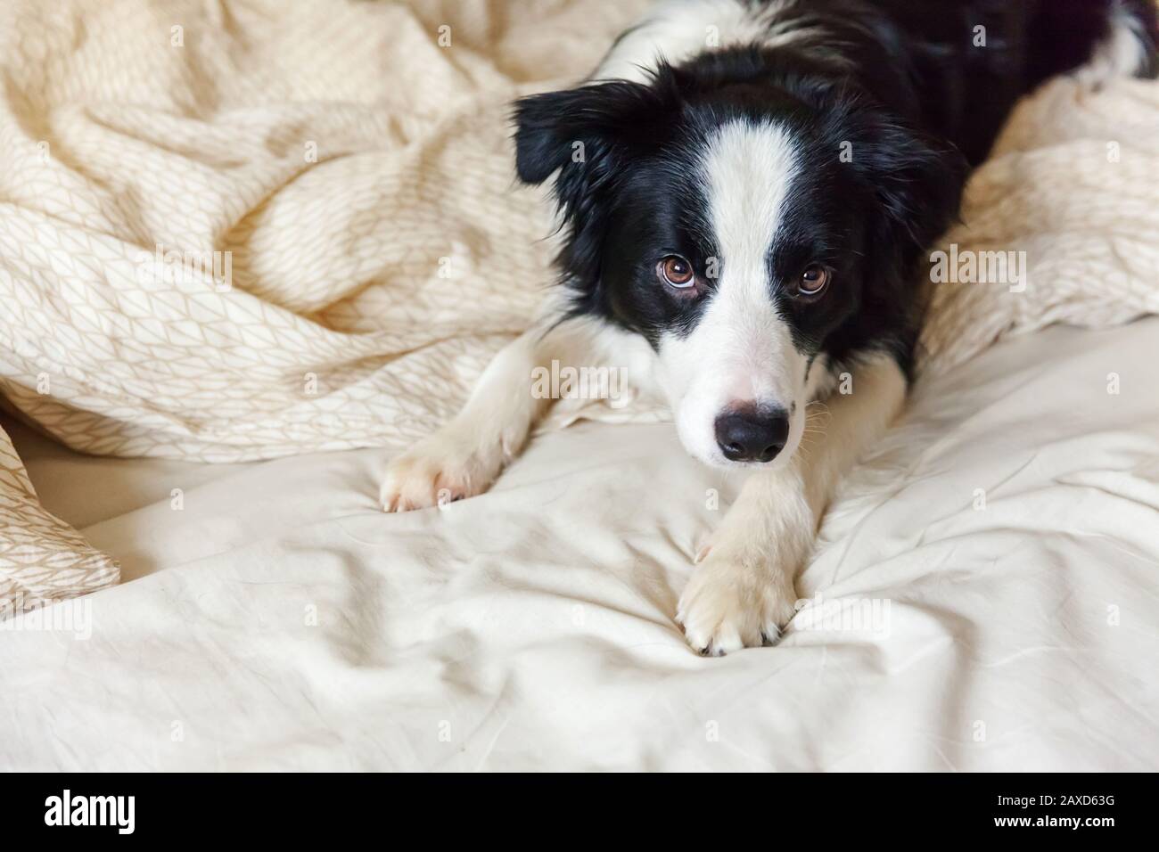 Border collie sleeping in bed hires stock photography and images Alamy