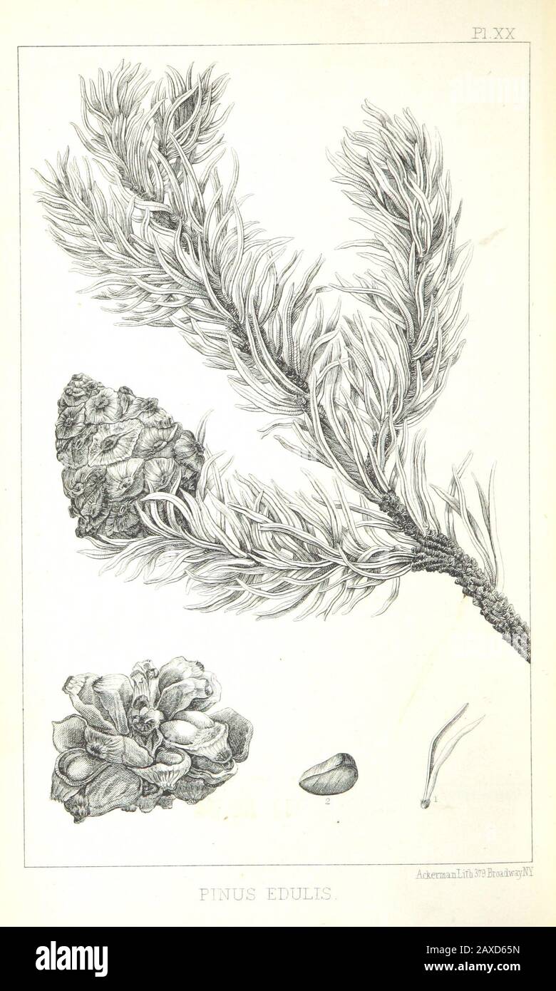 Medical zoology hires stock photography and images Alamy