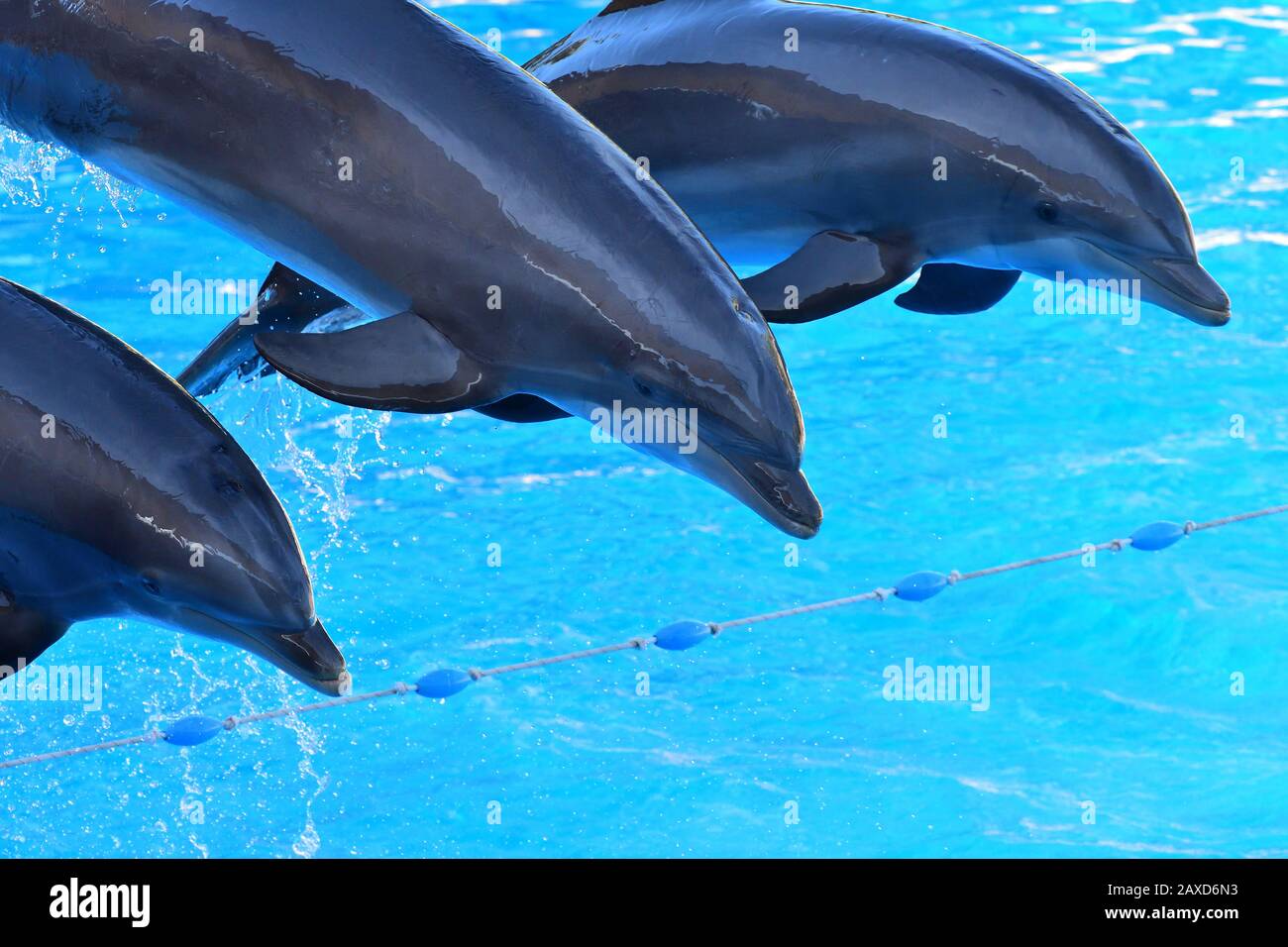 Dolphins jumping out of the water during a dolphin show Stock Photo Alamy