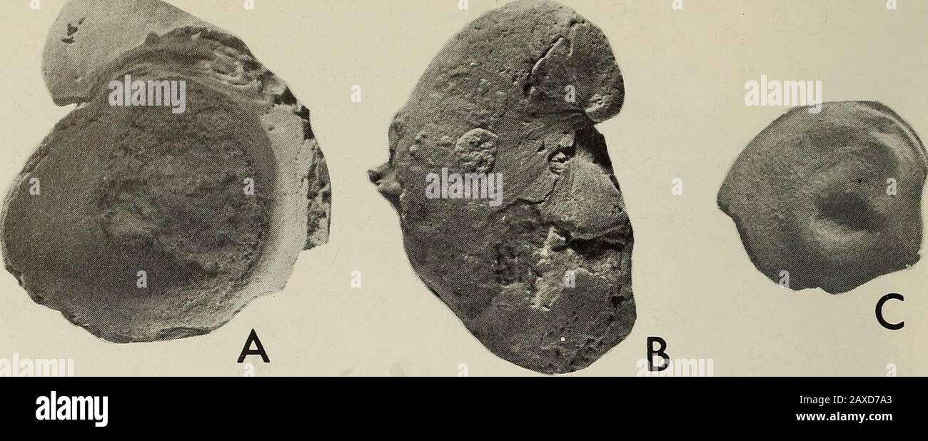 Annals of the South African Museum = Annale van die Suid-Afrikaanse Museum . Fig. 7. SAM-10569 Proplacenticeras merenskyi (Haughton). Holotype; X 1. (Wright 1957: L390), but may occur as early as the Upper Albian (see Collignon1963: 126). Rhynchostreon is generally restricted to the Cenomanianand Turonian(Stenzel 1971: Nl 123-4). It is suspected, however, that typical forms of R.suborbiculatum, such as these found near Bogenfels, are restricted to the Earlyand Middle Cenomanian throughout the world. As Haughton states that theP. merenskyi specimen was found in the Rhynchostreon bed, the possib Stock Photo