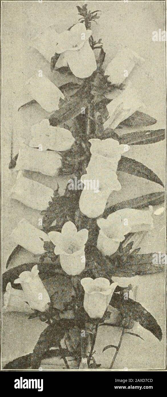 Dreer's garden book : seventy-fourth annual edition 1912 . Campanula Medium (Canterbury Bells). Ca-mi-anula Peksicifolia (Pc.i Latifolia Macrantha. Grows 3 feet high, and in May and June bears large purplish-blue flowers.Medium ( Conterhxiry Bells). Our stock has been grown from the very finest strain; blue, rose and white; 3 feet.Persicifolia {Peach Bells). Blue salver-shaped flowers during June and July; 2 feet.^ alba. A pure white form of the above. — Gigantea Moerheimi. A grand sort with large spikes of pure whitedouble camellia-like flowers, 2 to 2,h inches in diameter; in bloom from them Stock Photo
