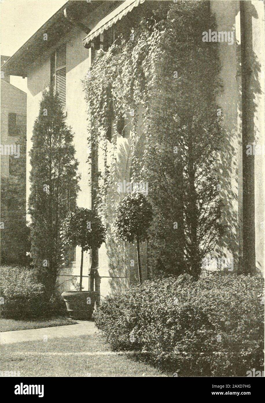The Livable House Its Garden He Head Of General Planting I Mean Combinationsof Shrubs Or Shrubs And Trees Such As One Finds Planted Along Afence Substituted For A Fence At The Edge