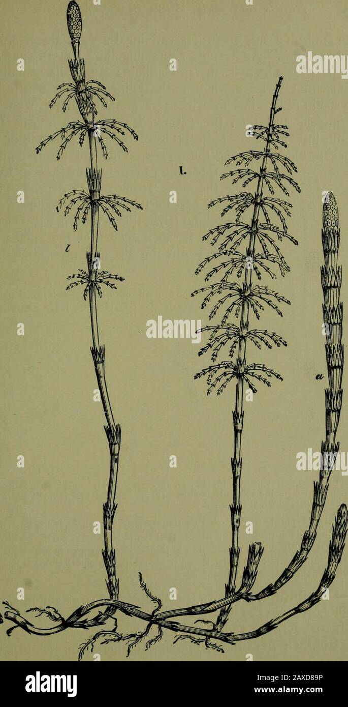 Plants and their ways in South Africa . .—Longitudinal section through the sporophyte of Pellia epiphylla^R, rhizoids ; I, involucre ; F, foot of sporophyte ; Se, seta ; C, capsule ; W.wall of capsule ; Wa, wall of archegonium ; S, spores ; N, remains of neck ofarchegonium ; A, unfertilized archegonium (highly magnified). (From Evans Intermediate Text Book of Botany.) are the fern spores, contained within clusters of spore-casesforming the dots. A dot is called a sorus (plural, sori).When the spores are ripe and have fallen in moist places, theyburst their brown walls and begin to grow. In a f Stock Photo