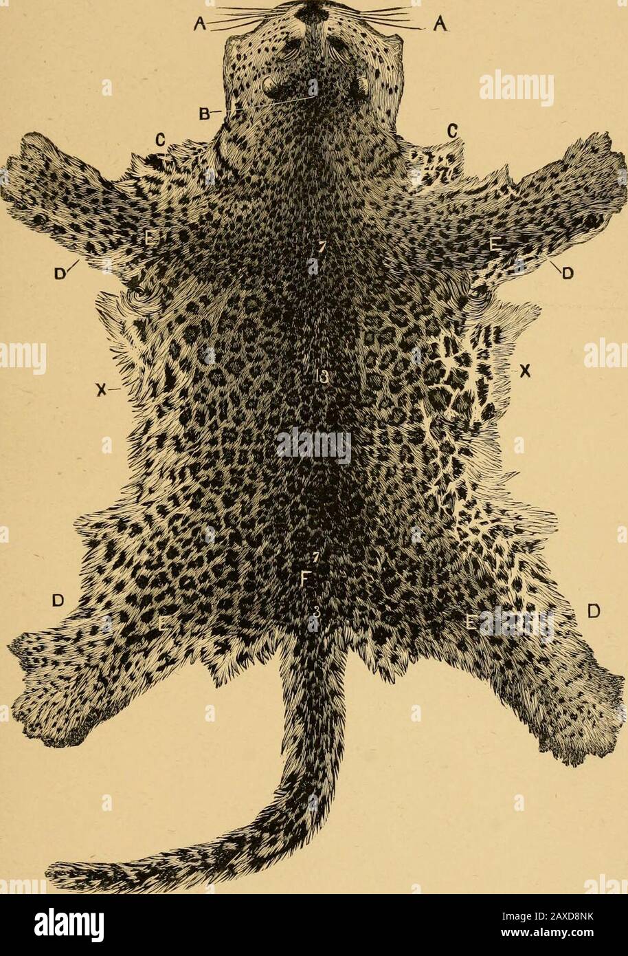 Colouration in animals and plants . Fig. 9.—Leopard.The pattern changes ...
