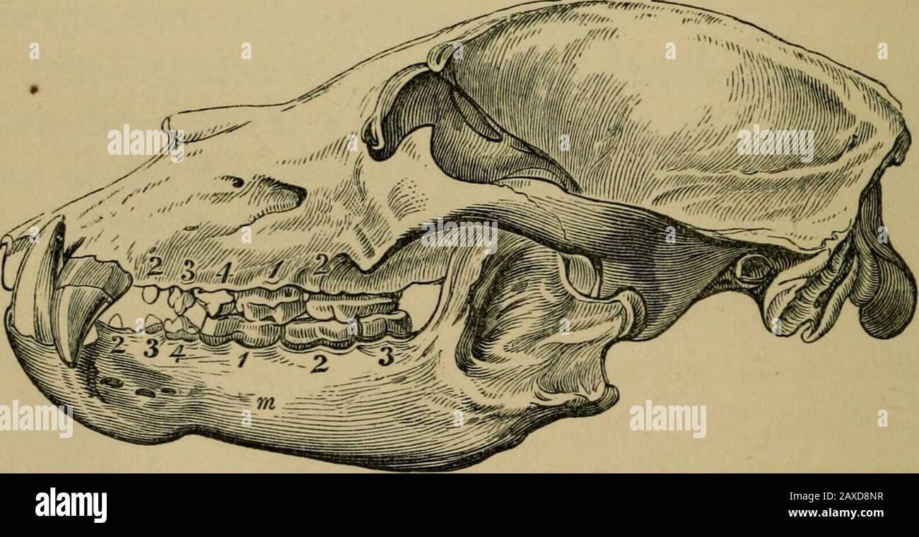 Animal products; . . 122,376 CHAPTER VII.CARNIVOROUS MAMMALS ...