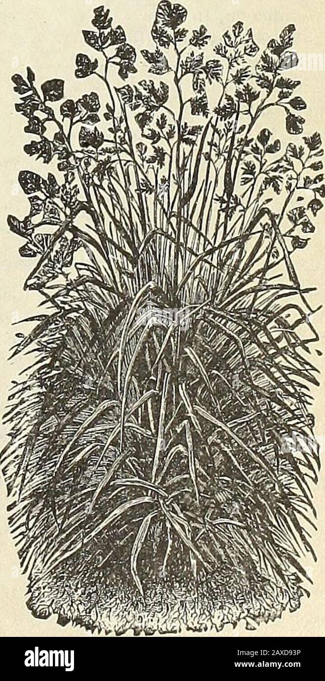 Illustrated hand book : Rawson's vegetable & flower seeds / W.WRawson & Co. . Various-Leaved Fescue.(Festuca neteropliylla.) Tall, Fescue.(FesUica elatior.). Meadow Foxtail.(Alopecurus pratensis.) Meadow Fescue.(Festuca pratensis ) Orchard Grass.(Dactylis glomerata.) 48 ^AySOJJti CATALOGUE OF BOOTS, PLANTS, ETC. Plan:cannot be .recommend ^ ConoTers Co) - SS.UO.ConOTcrs $1.0Moores ^ v $1.25; l.OuiPal m etl 0.— Two-year- ?lail or express, will be packed with all possible care; but, as una%oidable delav* win .-• condition m which they reach the purchaser, nor can we make any allowances jil. Posi Stock Photo