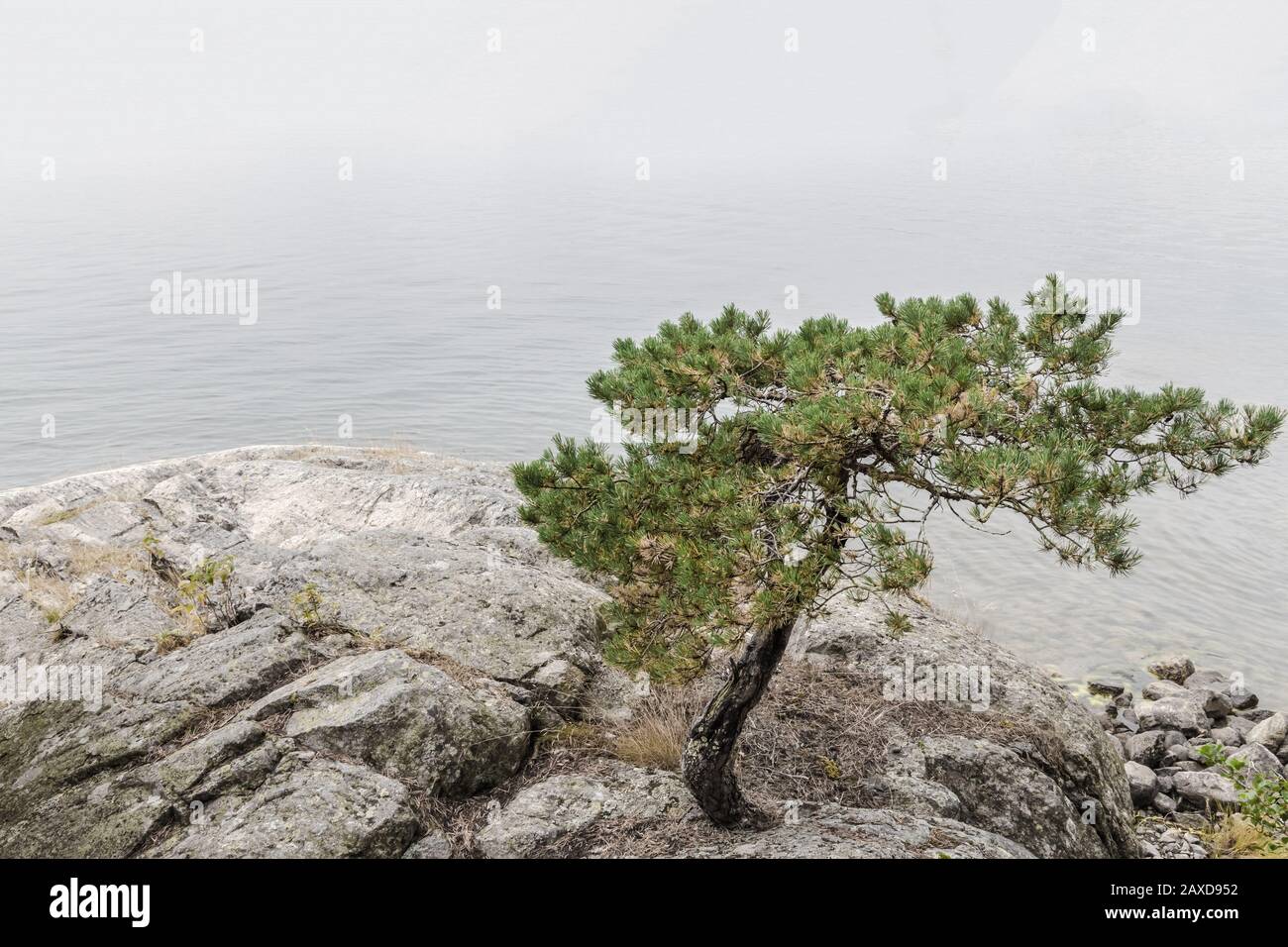 Pine tree growing on rocks near calm water. Scandinavian lake in summer. Stock Photo