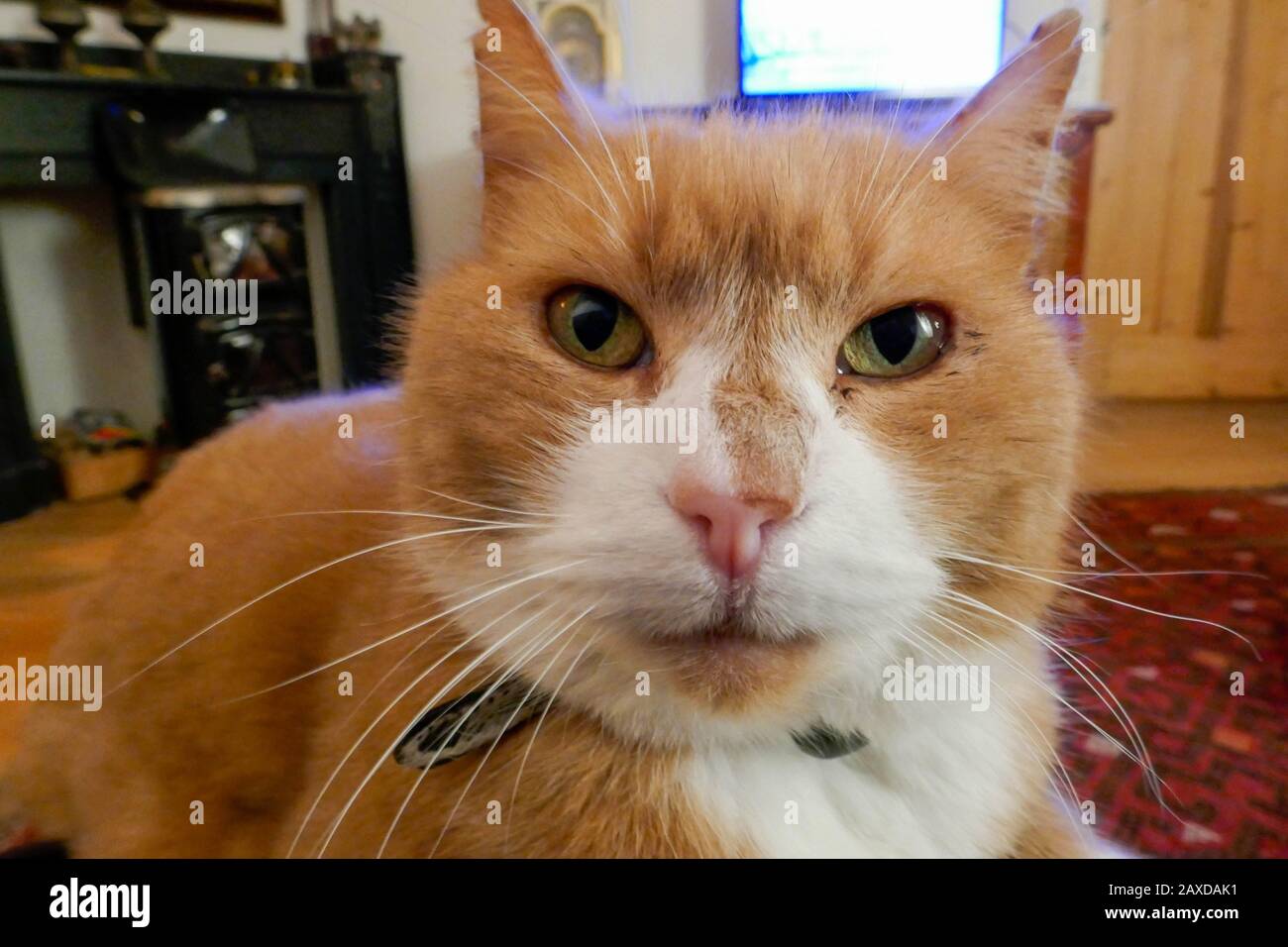 close-up of red haired cat Stock Photo