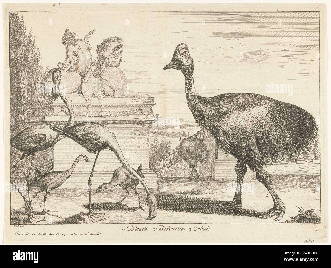 Initiatief Helder op Ru Kasuarissen, purperkoet en flamingo's; Exotische vogels in de tuinen van  Versailles. Voor een beeld van een sfinx lopen kasuarissen, purperkoeten en  flamingo's.; Iconclasscode: 25F38; print; 1670 - 1674; 1670 - 1674 Stock  Photo - Alamy