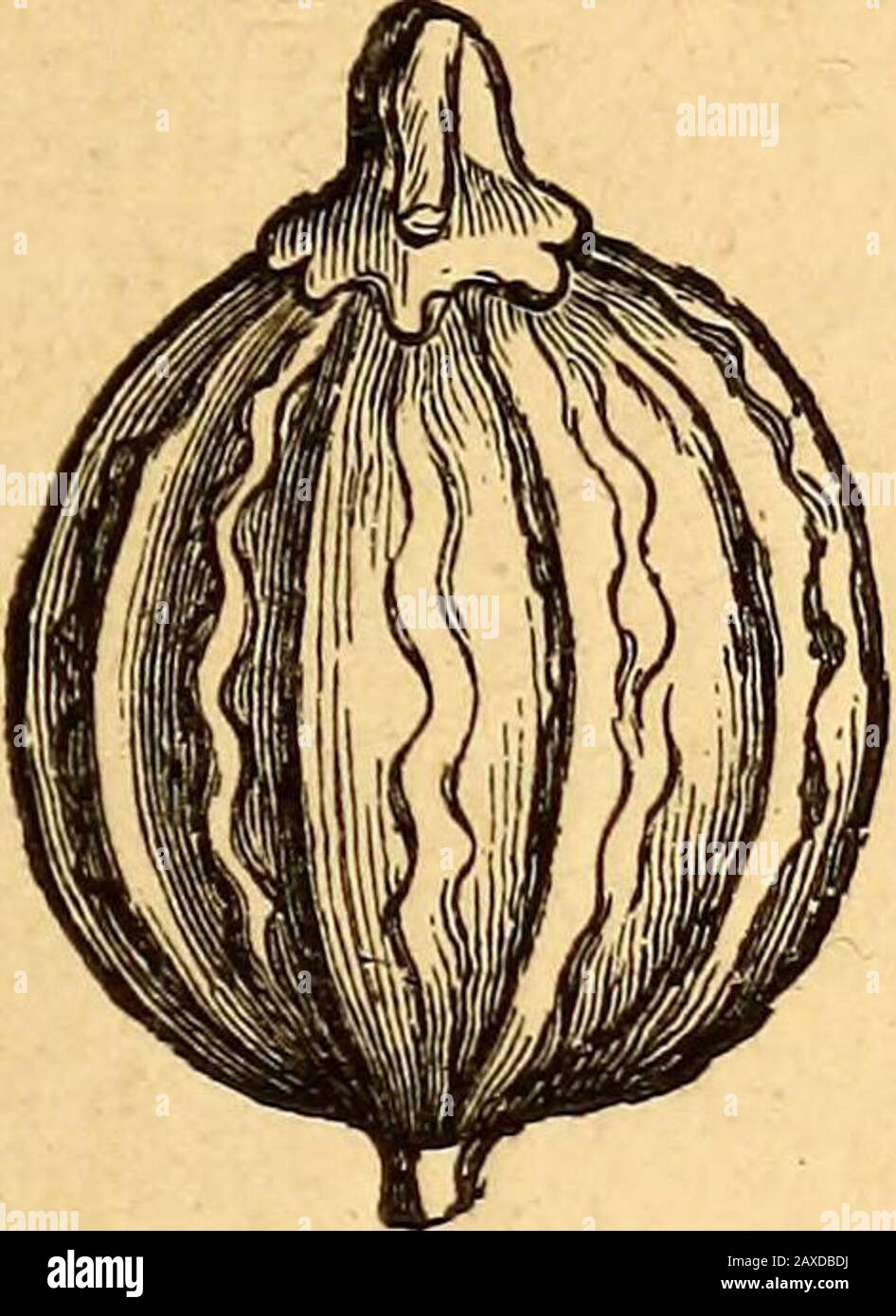 Text-book of structural and physiological botany . Fig. 510. — I. Fruit of carrot. Fig. 511.—I. Fruit of hemlock, Coniuvt maciilatiitnDaticMS C«r&lt;9/a (Orthospermae) ; (Campylospermse) ; II. transverse section ; part of the II. transverse section ; the four embryo is seen in the centre of the endosperm (mag- secondary ridges are conspicu- nified). ous; of the primary ridges the two lateral ones are scarcely visible, the median (carina) andintermediate ones are spiny (magnified). special Morphology and Classification. 397 uni-locular, and contains a single pendulous ovule in each loculus. Eac Stock Photo