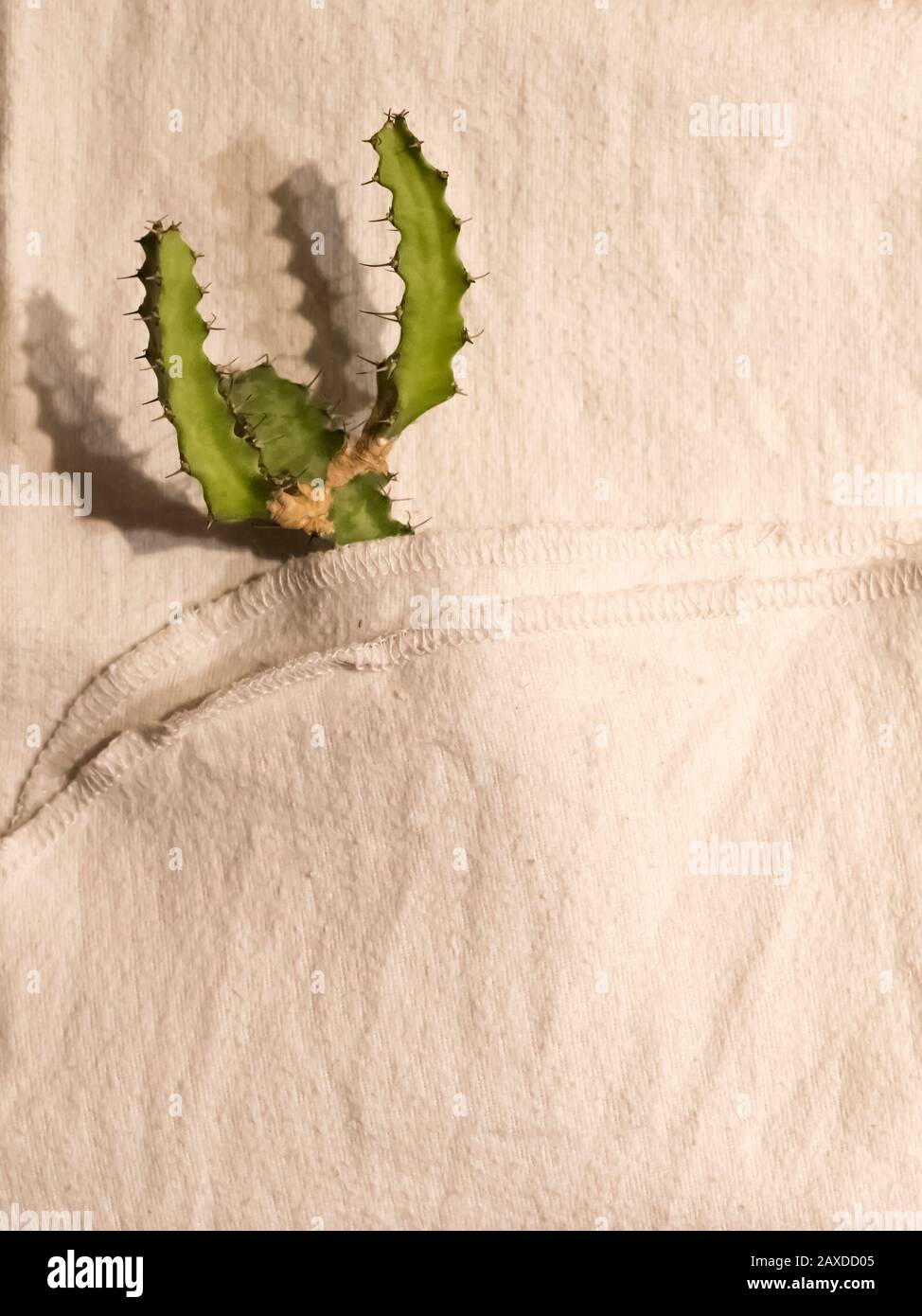 Small green cactus in a white towel Stock Photo