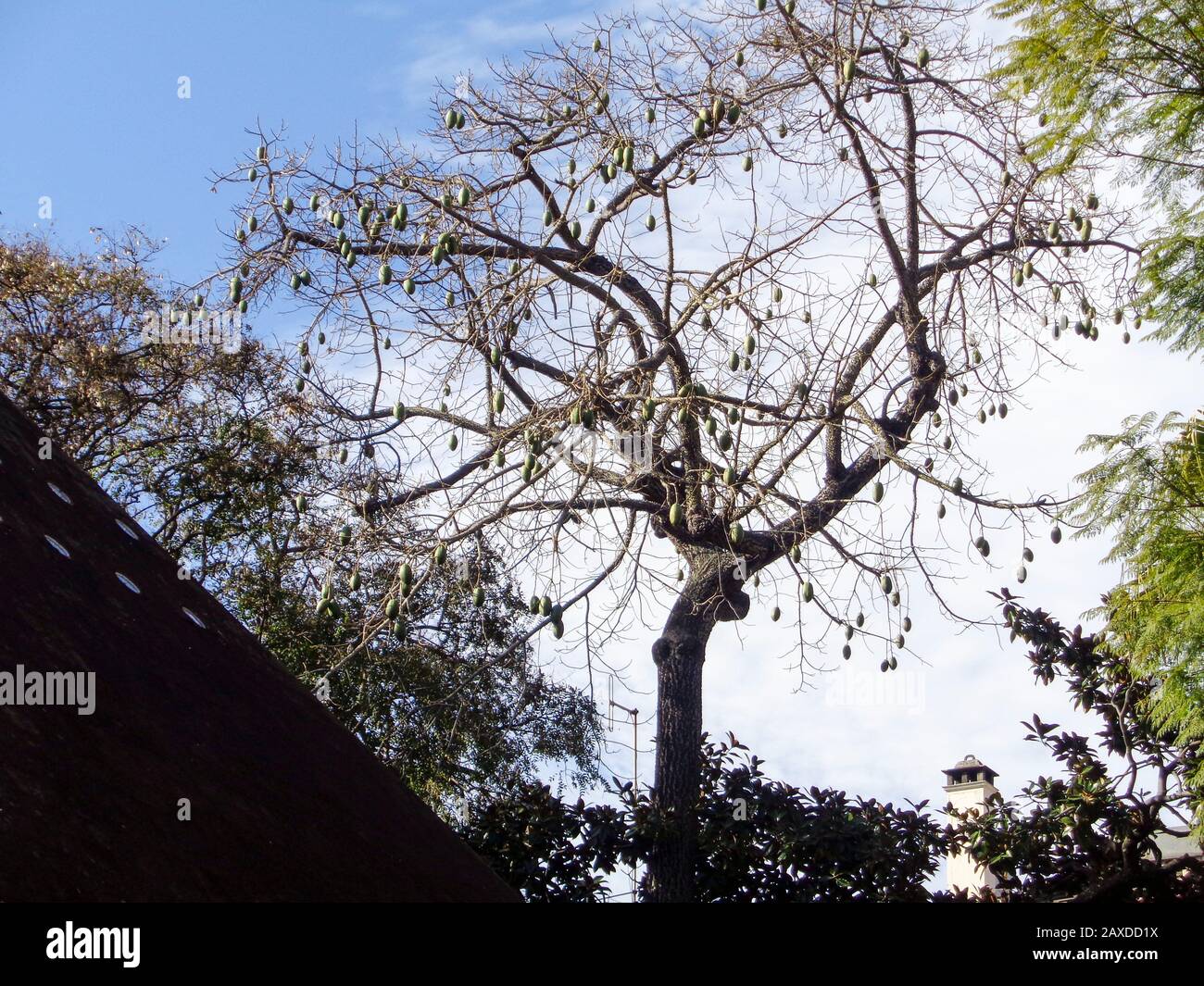 Kapok Tree in the municipal gardens, Funchal, Madeira, Portugal