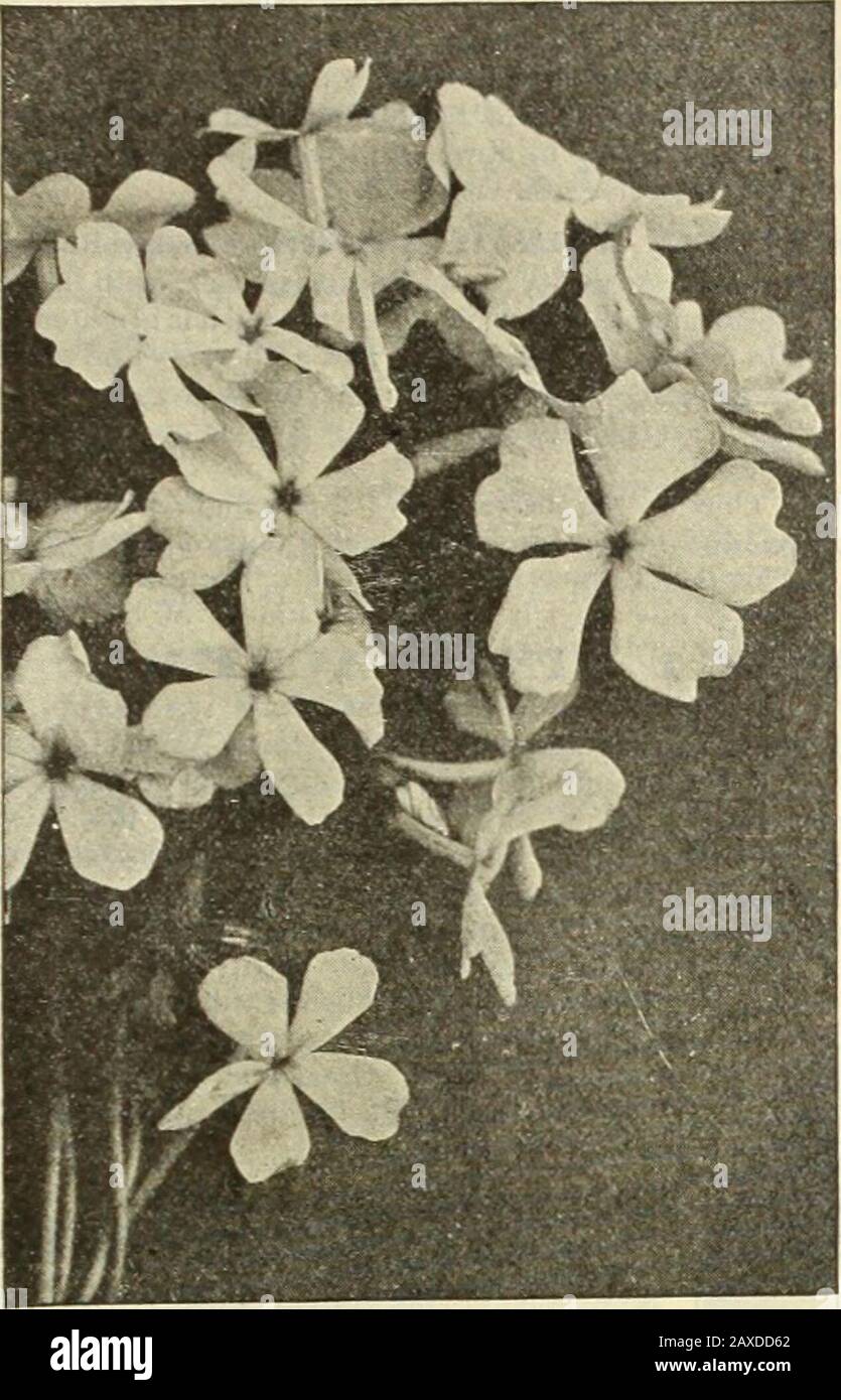 Dreer's garden book : seventy-fourth annual edition 1912 . 201. PHLOX DIVARICATA I.APHAMI. (Perrys Variety.) Phlox divaricata canadensis, offered and illustrated on page 233, haslong been a favorite plant for the border and rockery, and deservedly so,it being a free-flowering, showy plant, adapting itself to almost any soiland position. In this new variety we have a great improvement, the plantbeing more robust, the flowers considerably larger and of a more intenseshade of lavender-blue. 25 crs. each; |2.50 per doz. PHI.OX DIVARICATA AI^BAGRA?«DIFI&lt;ORA. A grand white flowering form of the p Stock Photo