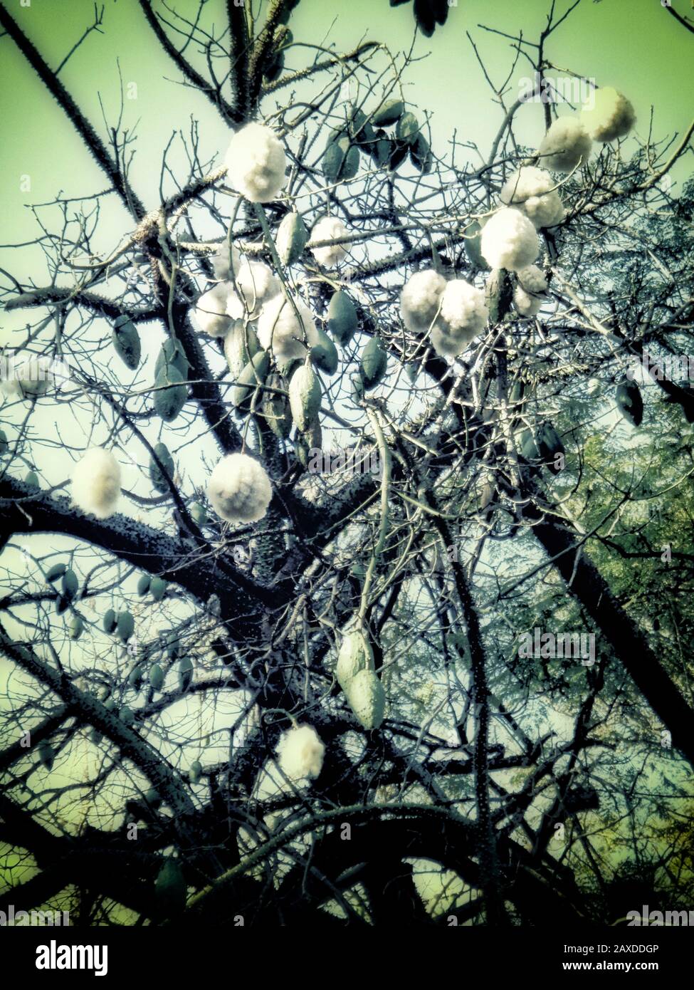 Kapok Tree in the municipal gardens, Funchal, Madeira, Portugal