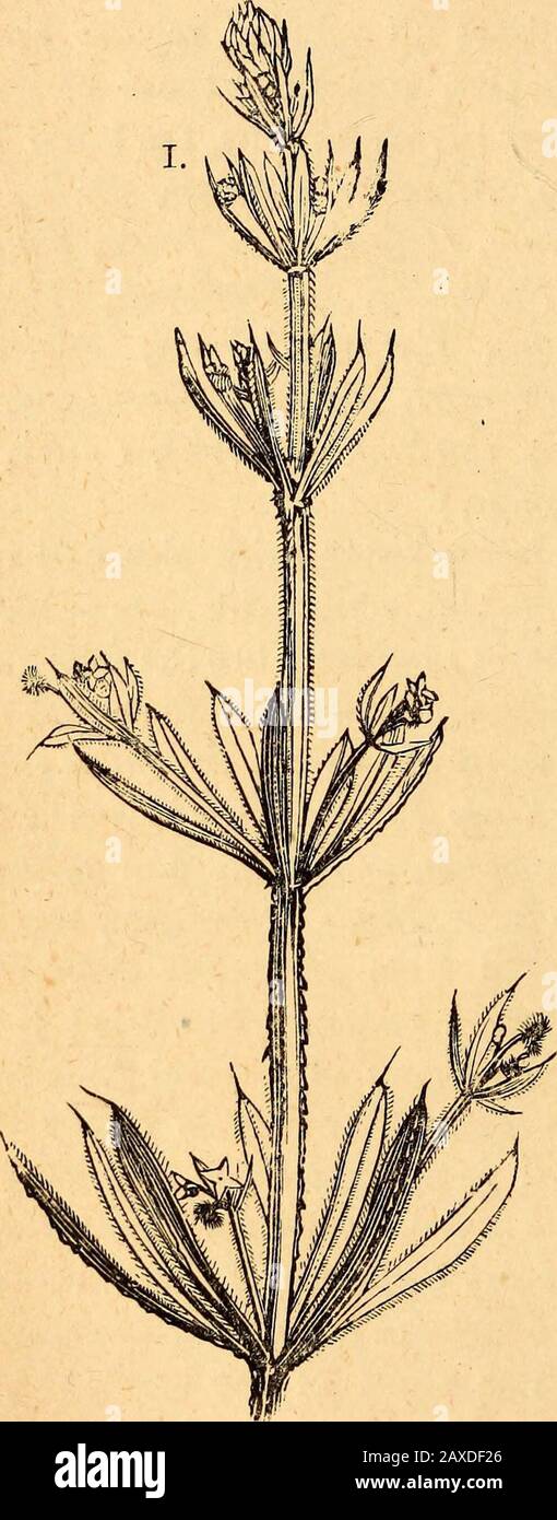 Text-book of structural and physiological botany . us tuberosus, andthe artichoke Cynara Scolyjnus. The seeds of the sunflower, Heli-anthus annuus, yield a useful oil, as does the fruit of Madia saliva ;safflower is obtained from the flower-heads of Carlhamus tinctorius. Everlastings are the dried flower-heads of species of Helichrysumand Grtaphalium, and G. leontopodium is the * Edelweiss of the Alps.The common marigold is a species of Calendula. [To this cohort belong also Valerianaceoe (Valeriana, Centranthus,Fedia) ; and Dipsacacece {Dipsacus, Knautia, Scabiosa). 39^ Striictiual and Physio Stock Photo