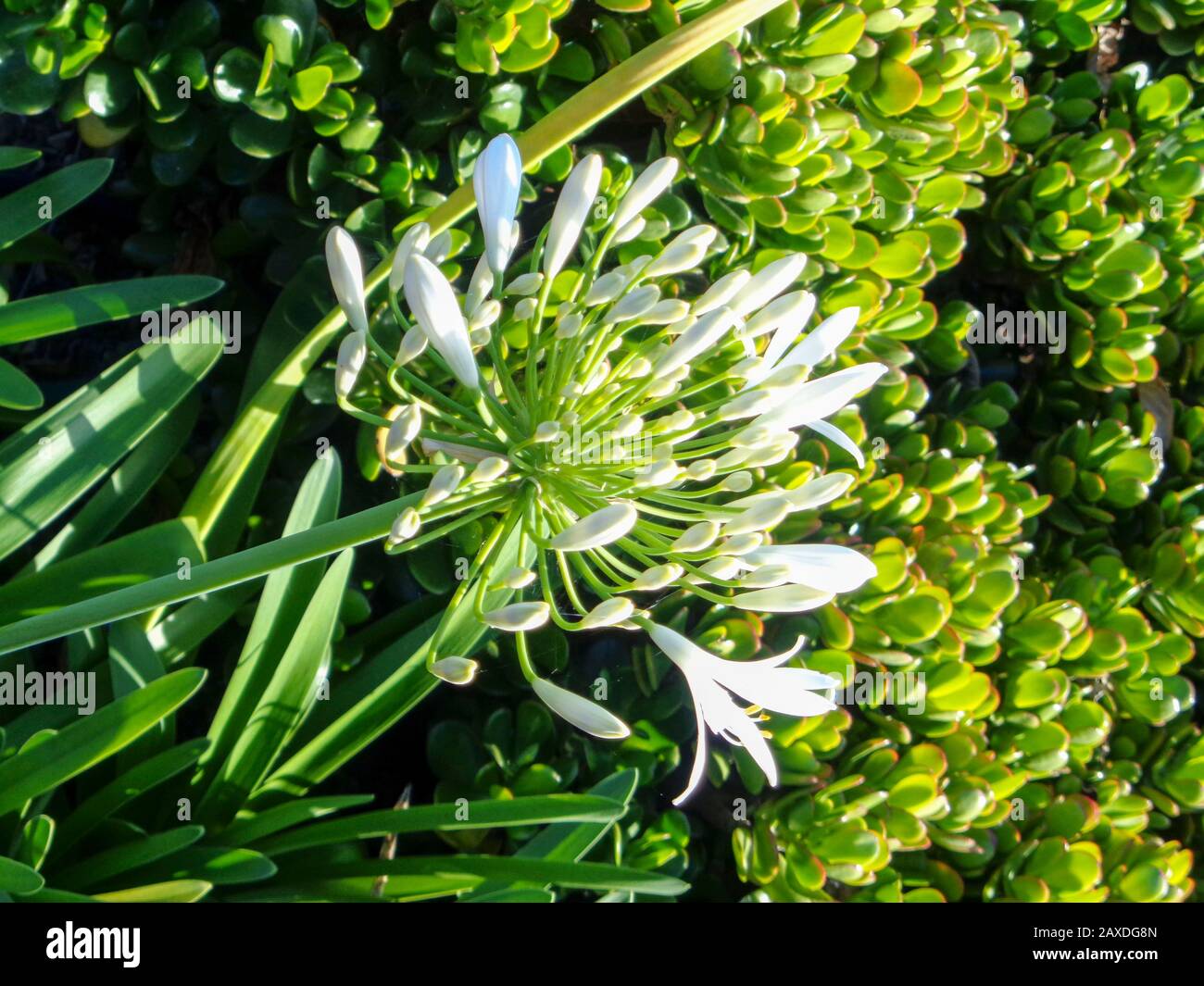 Agapanthus africanus (African Lily)