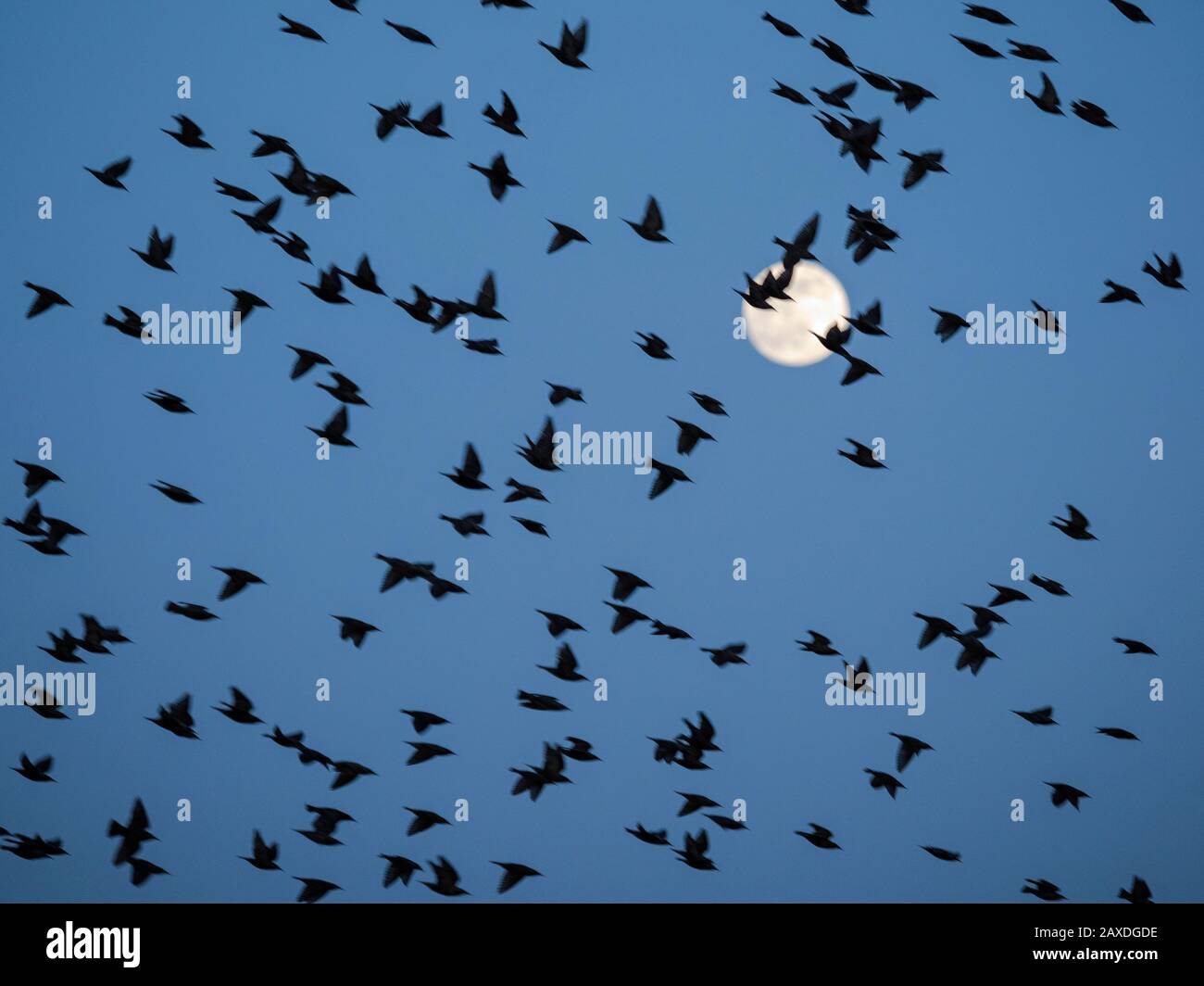 Flock of European Starlings (Sturnus vulgaris) flying against the full Moon, after sunset, before going to roost, Wicken Fen, Cambridgeshire, England Stock Photo