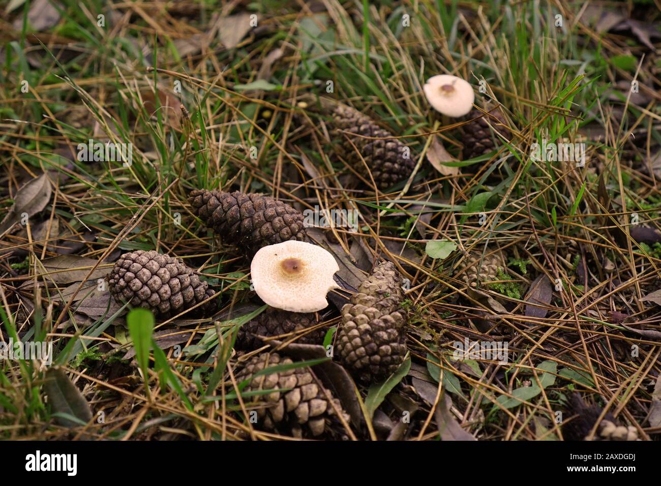 Wild growing mushrooms amongst pine cones and pine needles fallen on the forest floor Stock Photo