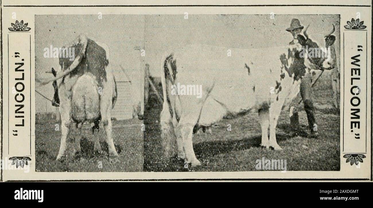 The Journal of the Department of Agriculture, Victoria . Winner oli  Champion, Sydney Royal Sliow, 1909, 1910, 1911.Reserve Champion, Melbourne  Royal Show, 1907, 1908, 1911. Also holds the record of 142 Firsts,