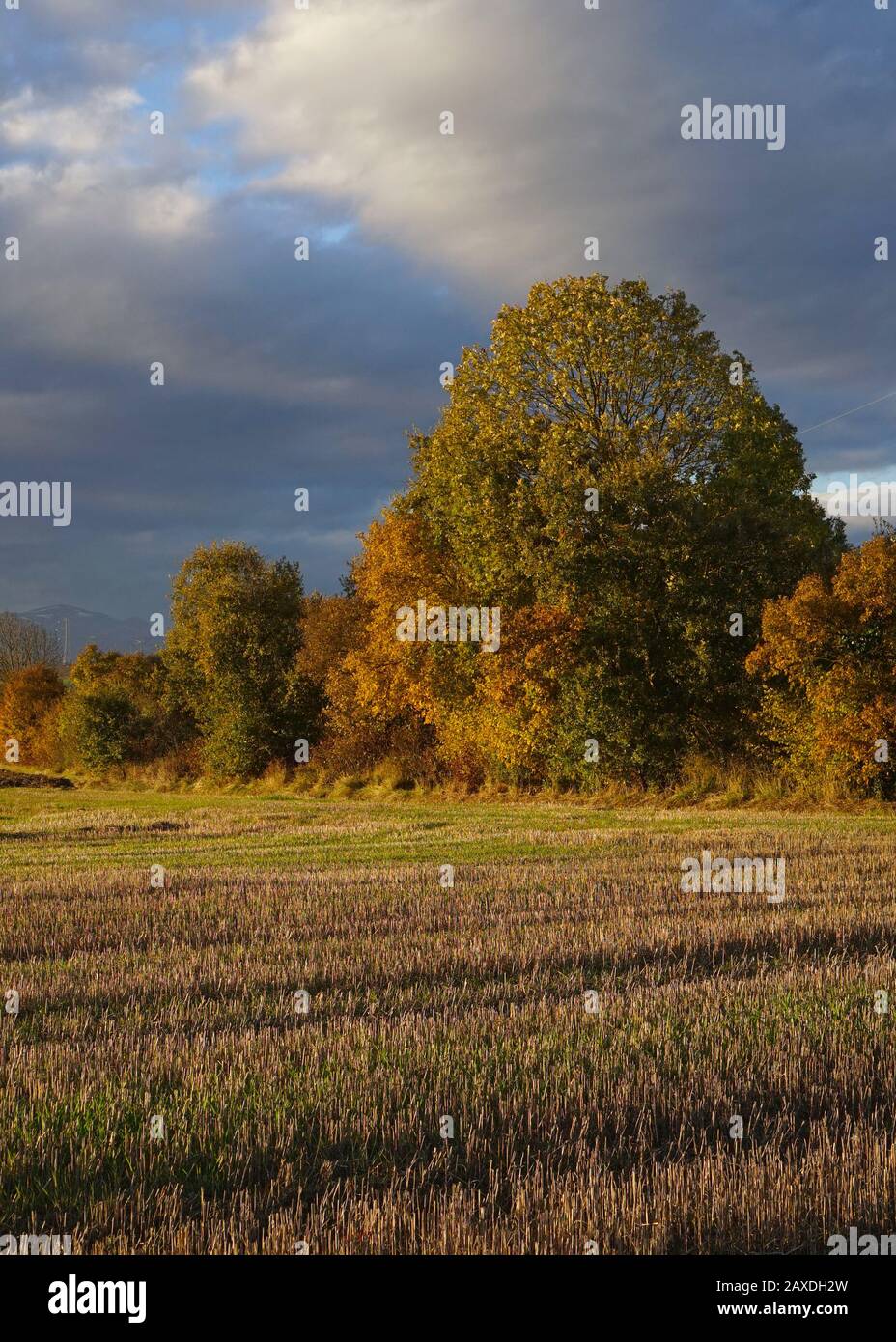 Autumnal row of trees at the edge of a freshly cut field bathed in sunlight Stock Photo
