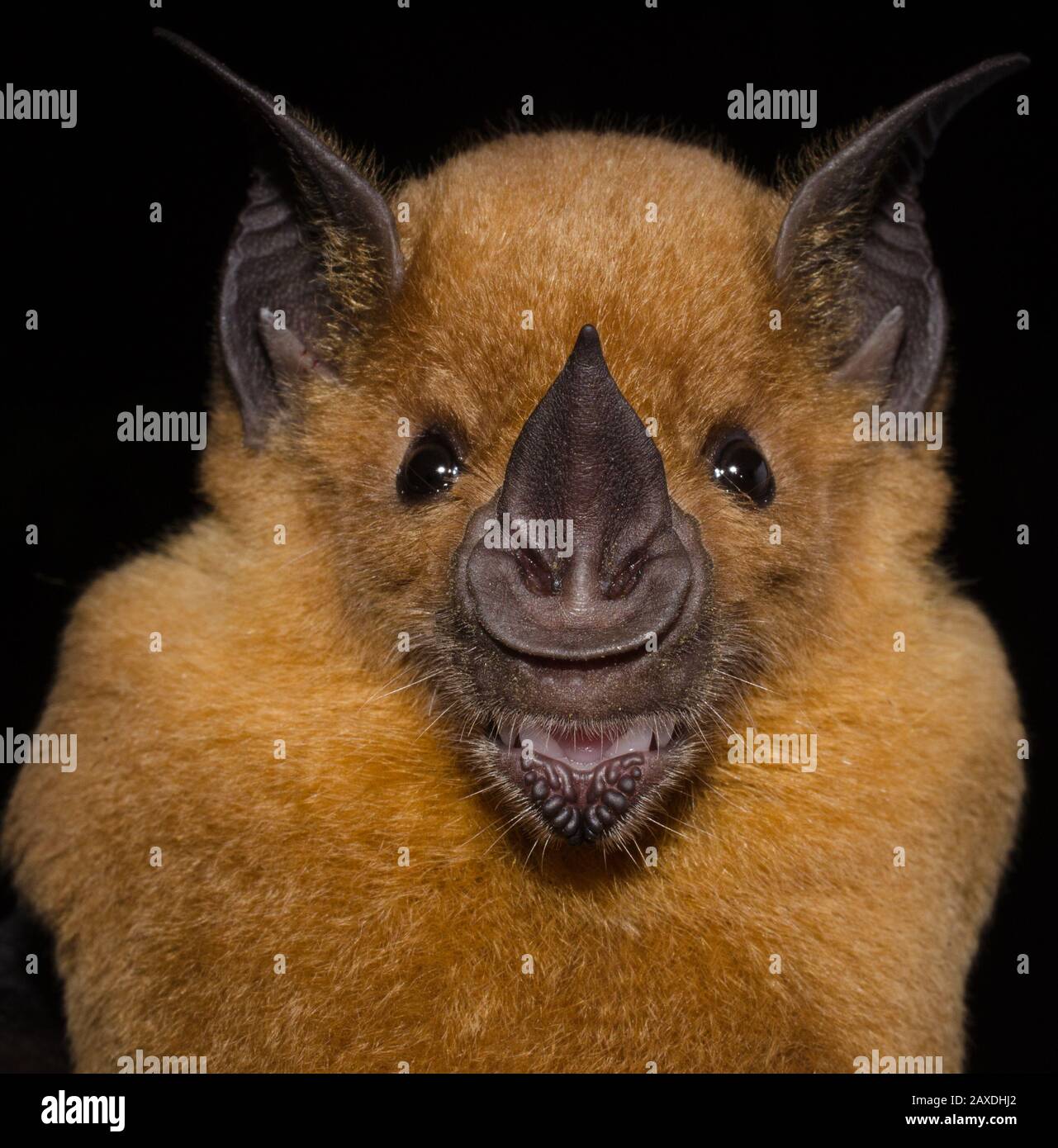 The greater spear-nosed bat (Phyllostomus hastatus) is a bat species of the family Phyllostomidae from South and Central America.[2] It is one of the Stock Photo