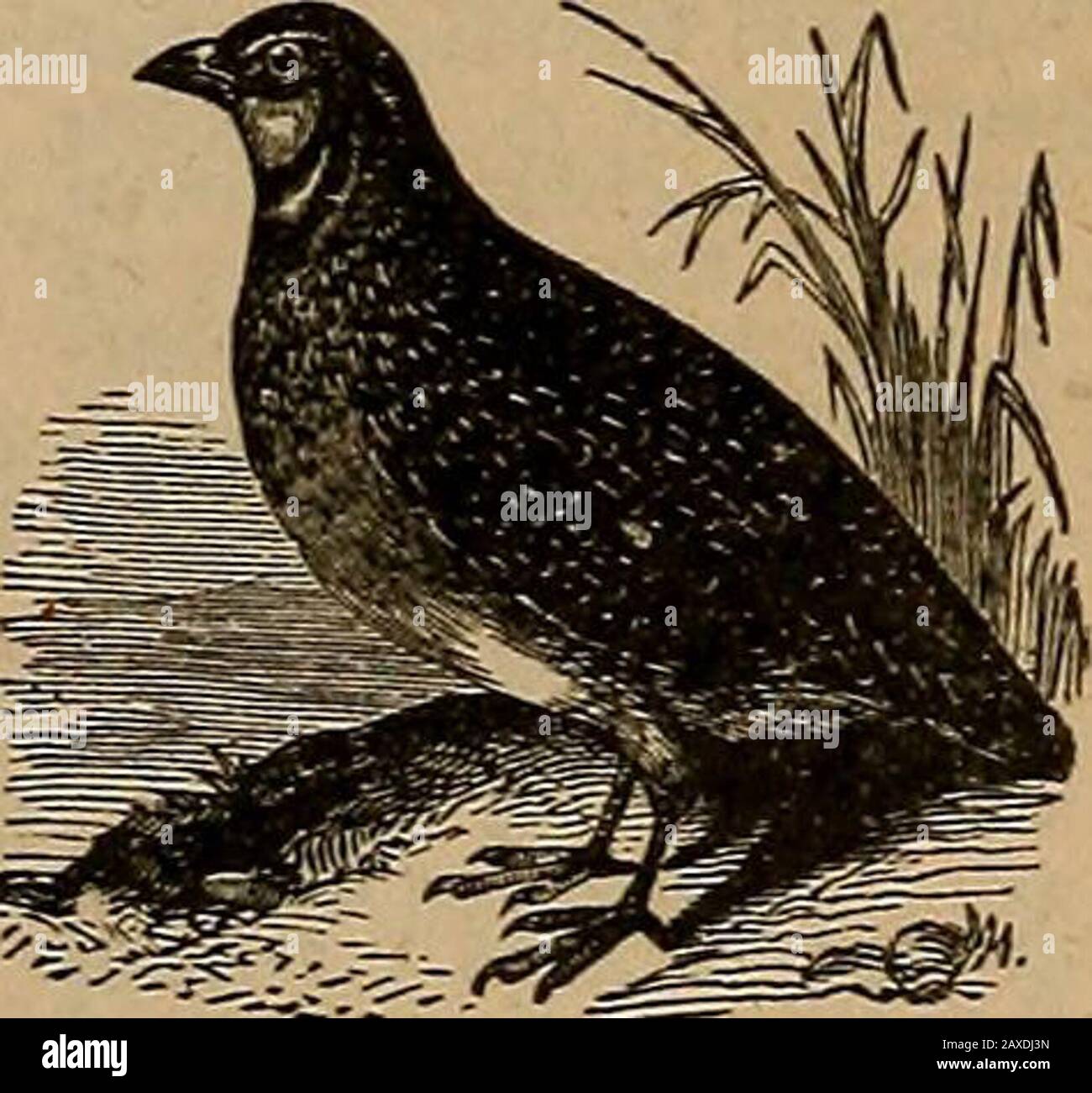 Ruffed grouse family hires stock photography and images Alamy