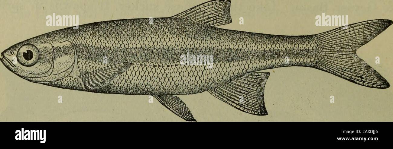 Fishes of the Yellowstone National Park with Description of the Park Waters and Notes on Fishing . Fig. 13.—Chub. in game and food qualities. The species reaches a length of 12 or15 inches or more and is said to be destructive to the eggs and youngof trout. No worms have been found in its alimentary canal. Itspawns in spring and early summer. Dr. Jordan says: Chubs ascend Witch Creek until they reachwater fairly to be called hot, and the sucker is not far behind, en-during a temperature of 88° F. 30 U. S. BUREAU OF FISHERIES. 14. Silverside Minnow {Leuciscus hydrophlox). This little fish is to Stock Photo