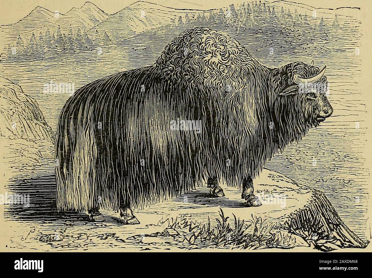 Yak hair products hi-res stock photography and images - Alamy Yak hair products hi-res stock photography and images - Alamy