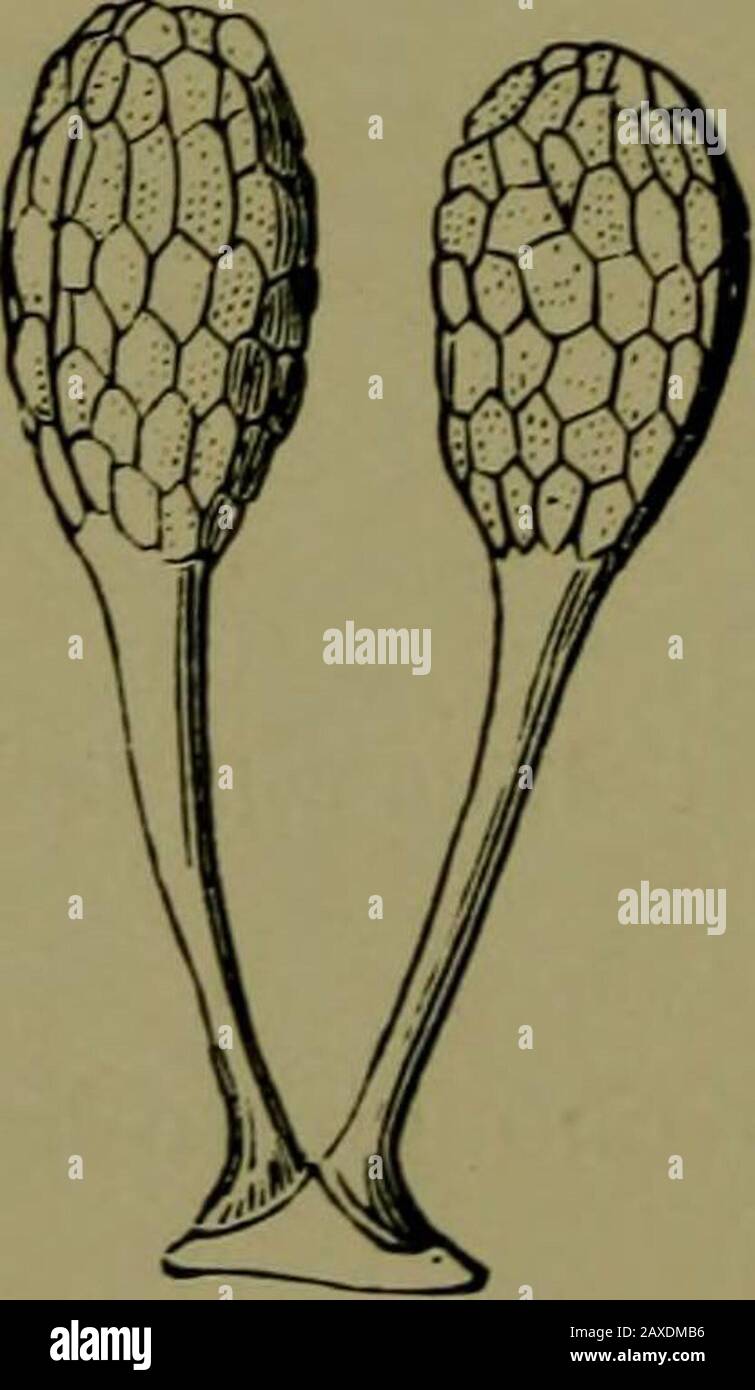 Plants and their ways in South Africa . so many of theseparcels on to various parts of its body as to seriously incon-venience it. Sometimes their tongues become so covered thatthey starve to death. Professor Gray illustrates a moth flyingwith a pollen mass on each eye. Fortunately each eye ismade up of hundreds of smaller ones, sothe moth has enough left to guide him toanother flower. Microloma^ Secamone (Baviaans touw),Asclepias (the milk bush), which is soplentiful on the Karroo, and all their familyhave their pollen in masses also. One ofthis family cultivated in gardens is knownas the Fly Stock Photo