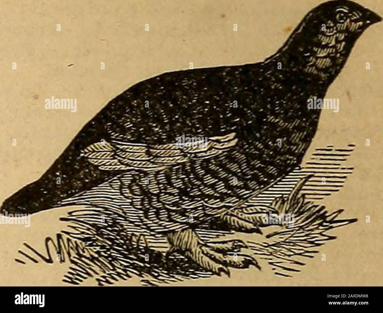 Dipter hi-res stock photography and images - Alamy, image size:1300x1062