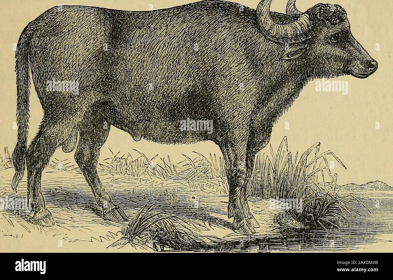 Animal products; . skin with the brainsof the animal, in which state it is  always imported. 3. Buffalo (Bubalus).—The name buffalo is  scientificallyrestricted to a species of ox found in various parts