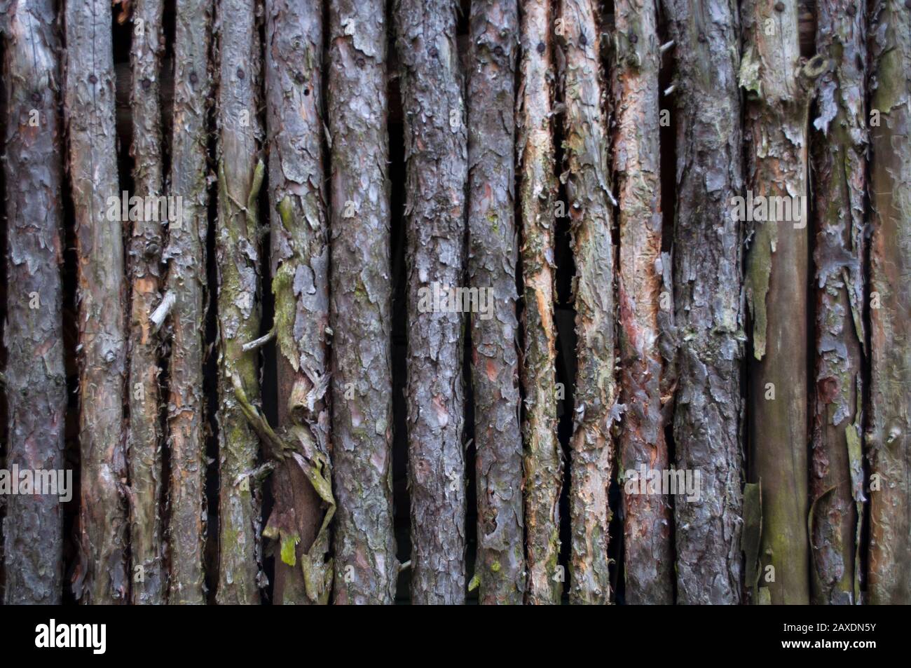Dry sticks arranged in vertikal rows image for background use Stock Photo