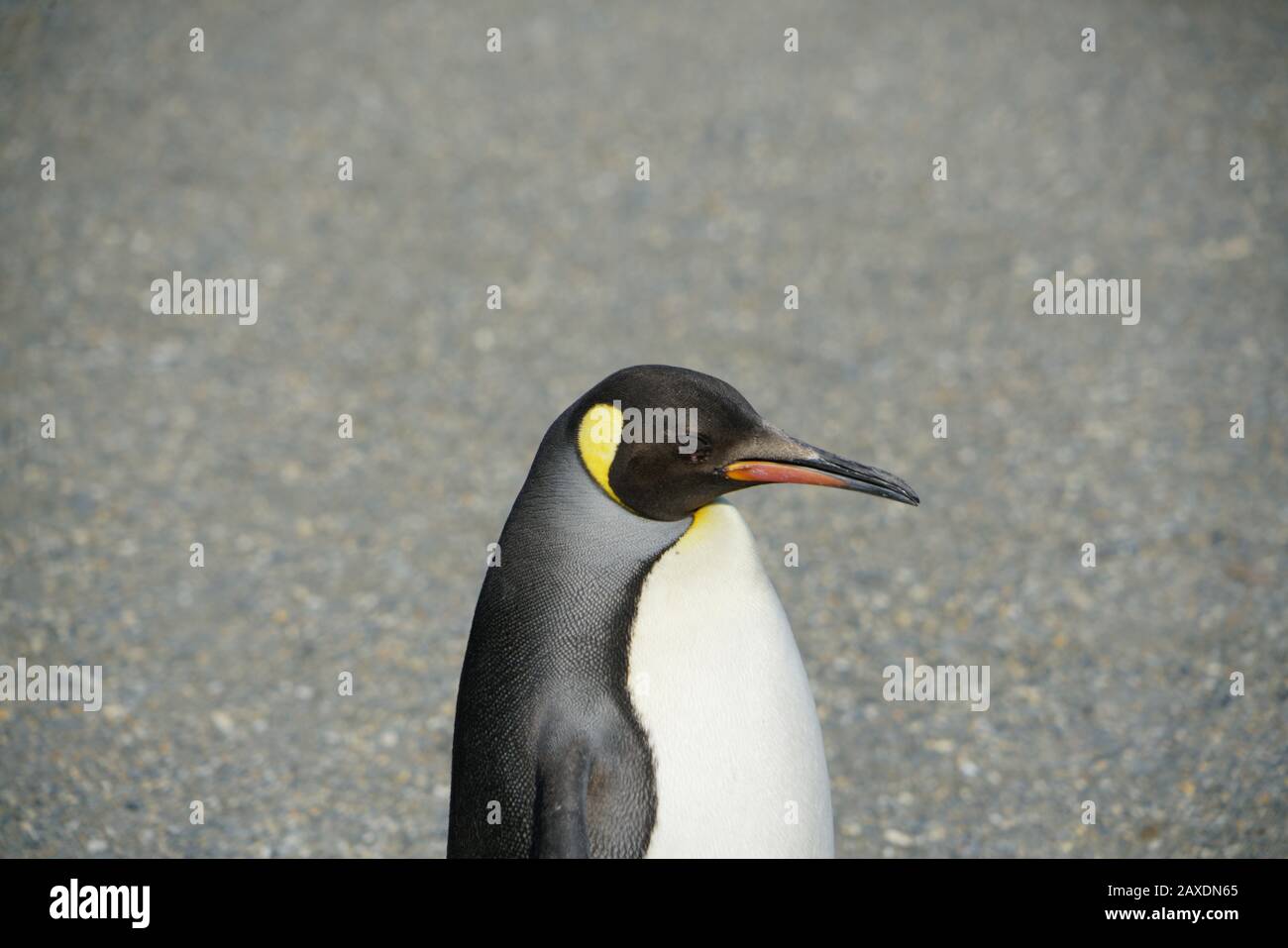 King penguins of South Georgia Stock Photo