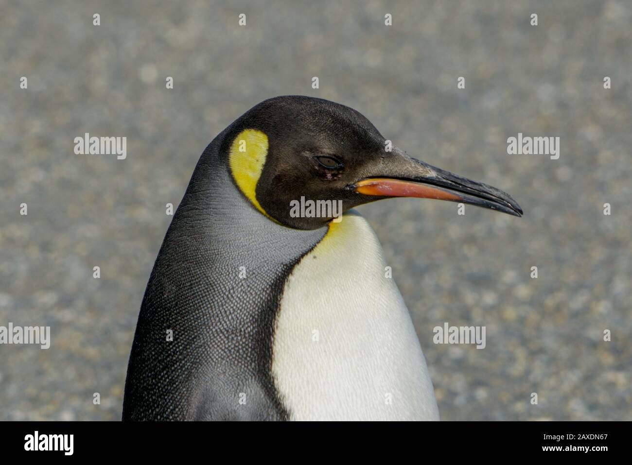 King penguins of South Georgia Stock Photo