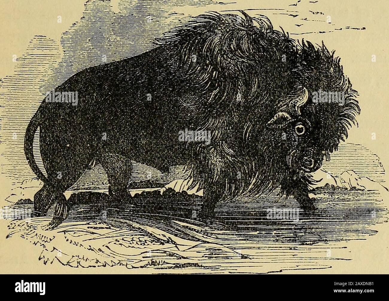 Uses of the bison hi-res stock photography and images - Alamy