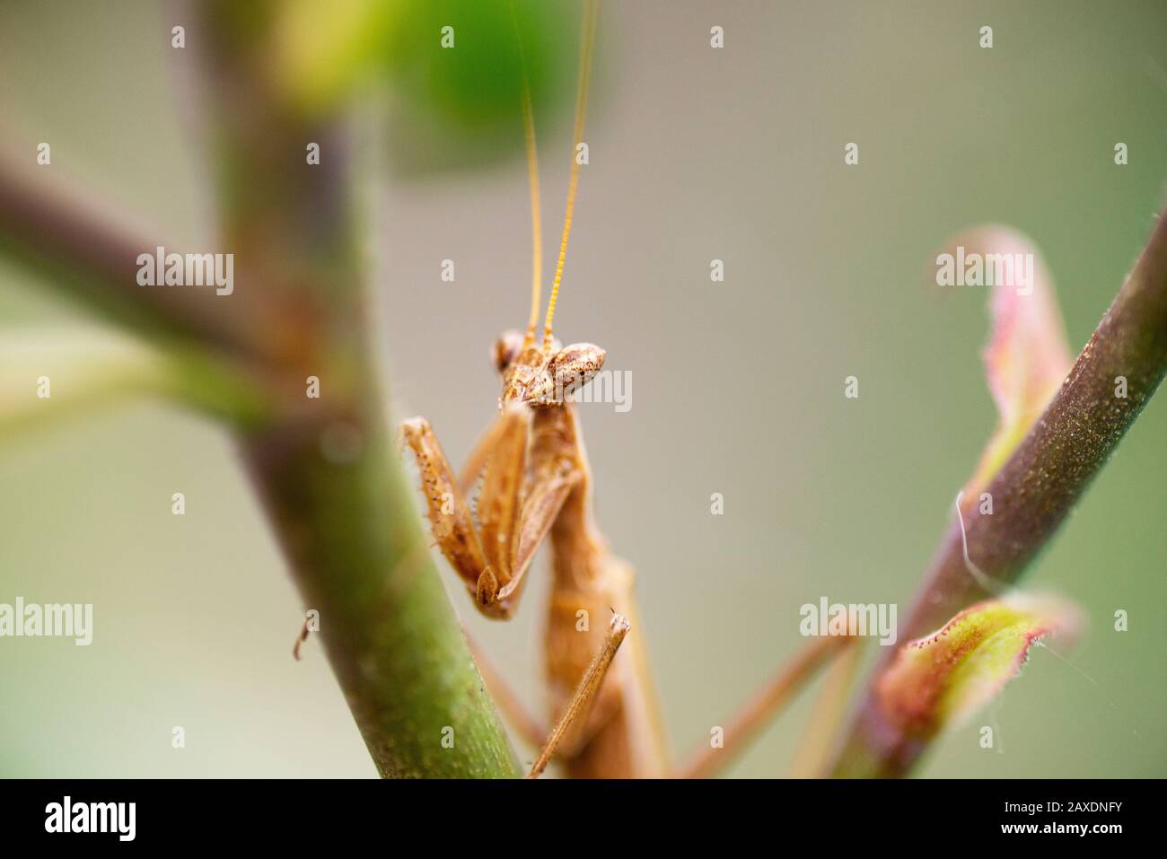 Close up shot of a mantis on a branch and green background. Stock Photo