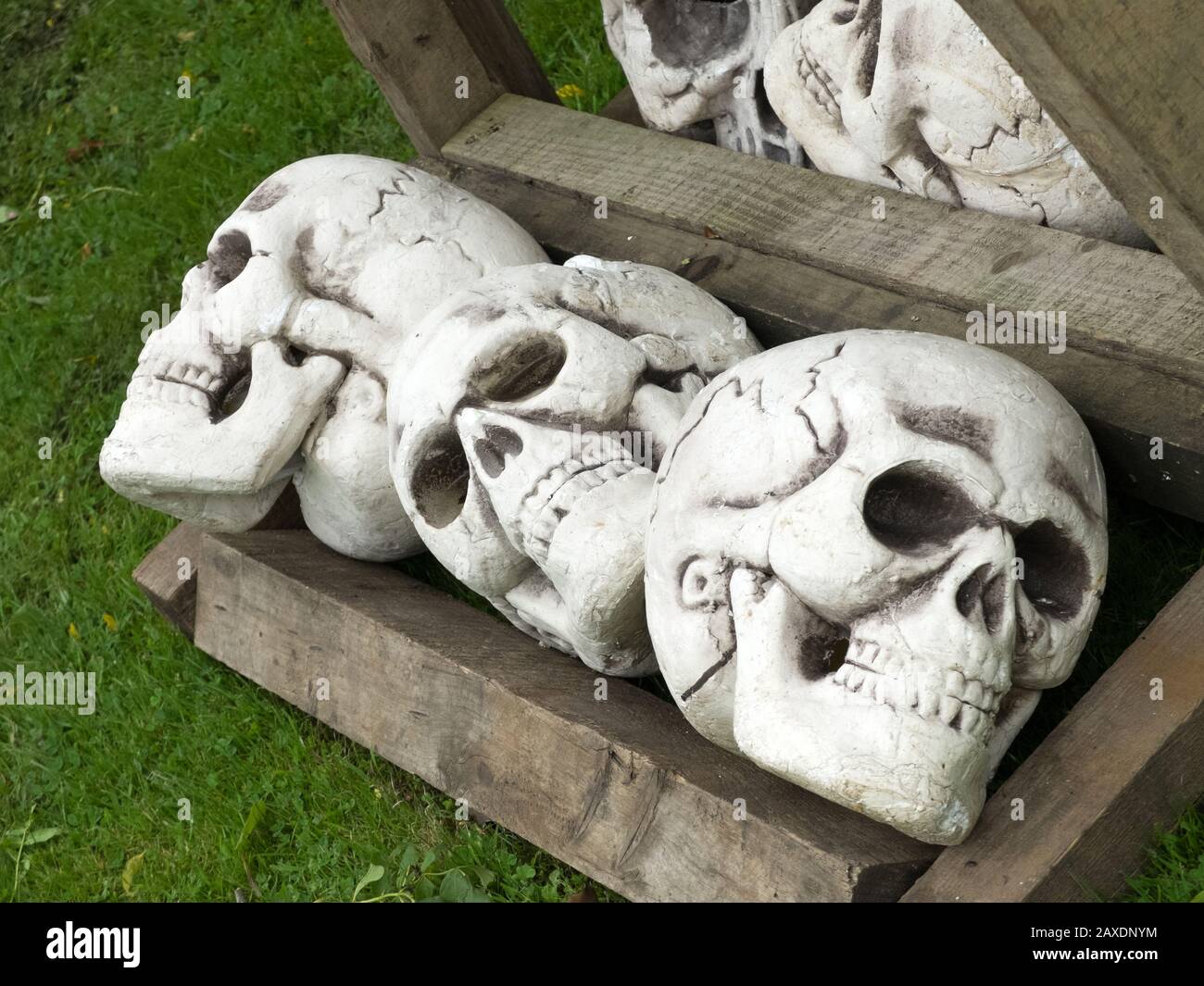 Special effects skull props in a wooden box Stock Photo