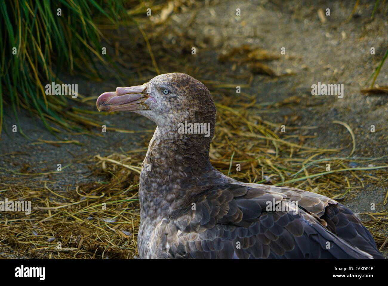 Petrel bird hi-res stock photography and images - Alamy
