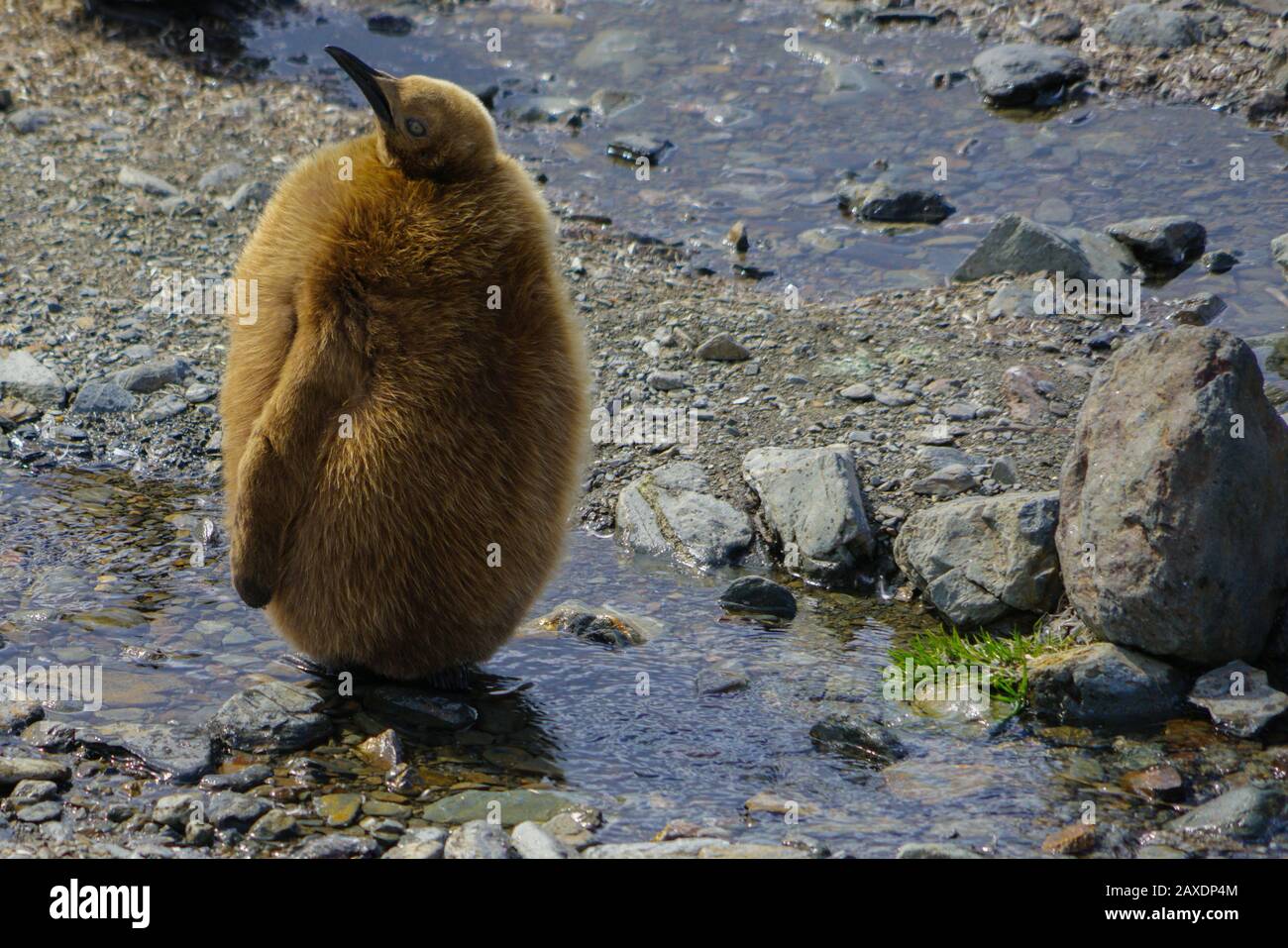 Baby king penguins of souther regions Stock Photo