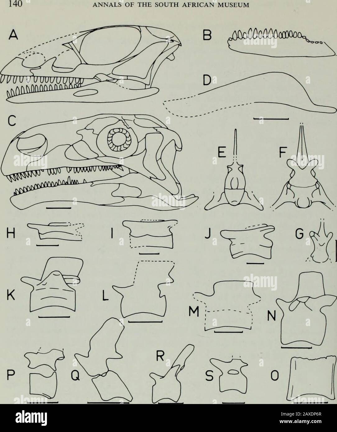 Annals of the South African MuseumAnnale van die Suid-Afrikaanse Museum . m Van Hoepen (1920«). C. Thecodontosaurus browni, from Huene (1932). D. Efraasiadiagnostica, SMNS 12668. E. Anchisauruspolyzelus, YPM 1883. F. Thecodontosaurus antiquus,metatarsal 111, from Huene (1907^08). G. Anchisaurus capensis, SAM-990. H. Lufengosaurushuenei, figured as Gyposaurus sinensis by Young (1941). I. Hortalotarsus skirtopodus, figuredas Thecodontosaurus skirtopodus by Huene (1906). J. Ammosaurus major, YPM 208. K. Ammo-saurus cf. major, from Galton (1971). L. Massospondylus harriesi, figured as M. browni by Stock Photo