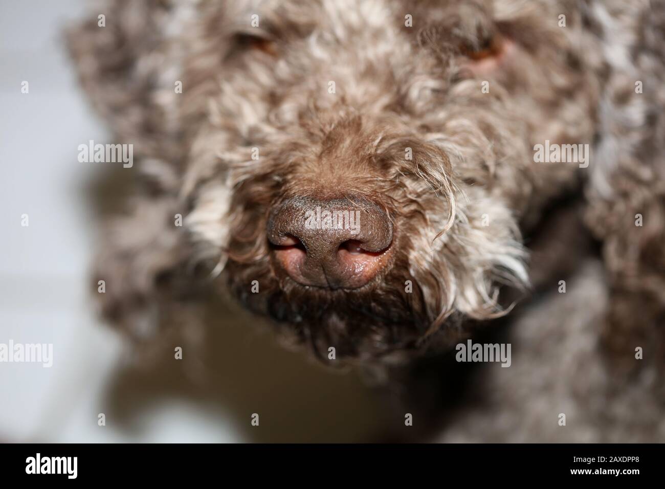 Dog nose macro background stock photography lagotto romagnolo Stock Photo