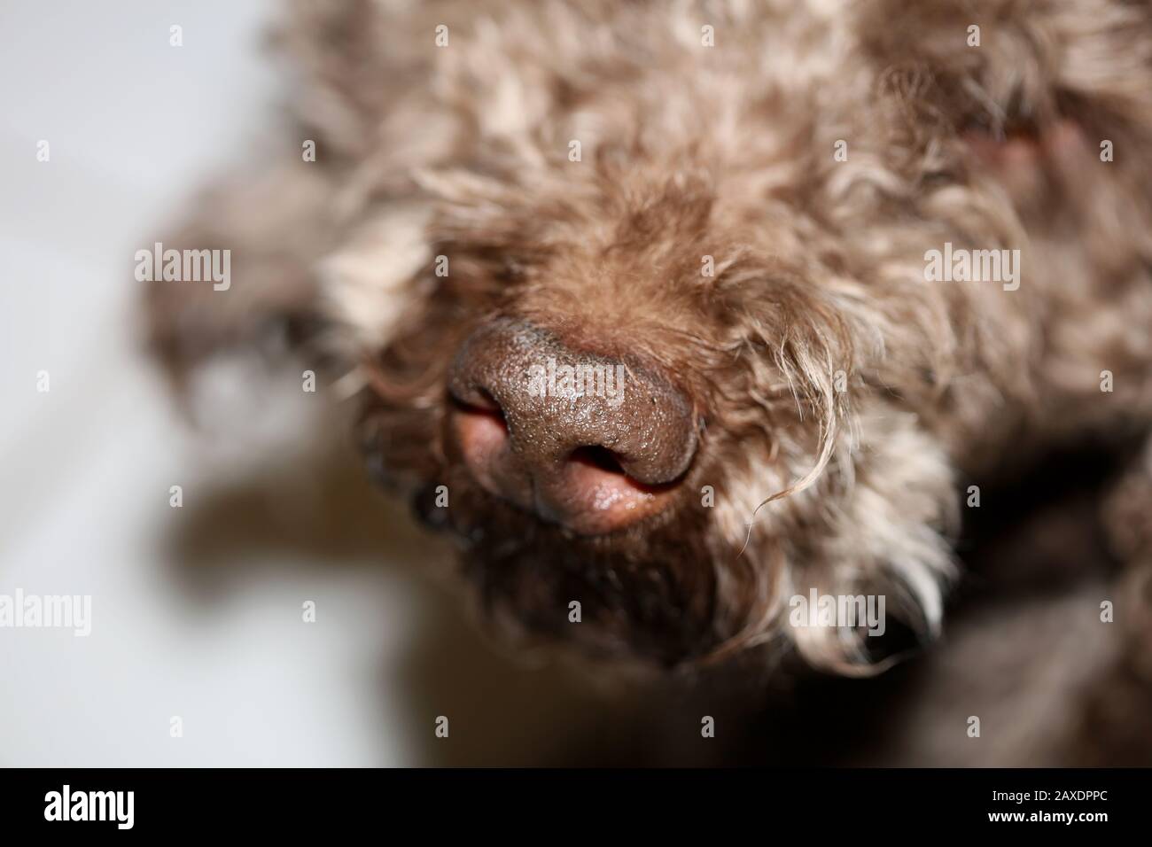 Dog nose macro background stock photography lagotto romagnolo Stock Photo